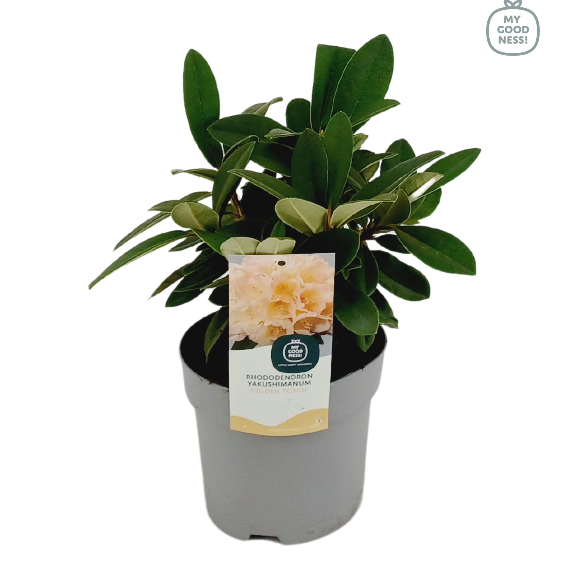 Rhododendron Yakushimanum 15-20 /1.5 liter 'Centennial Gold', D 15 cm