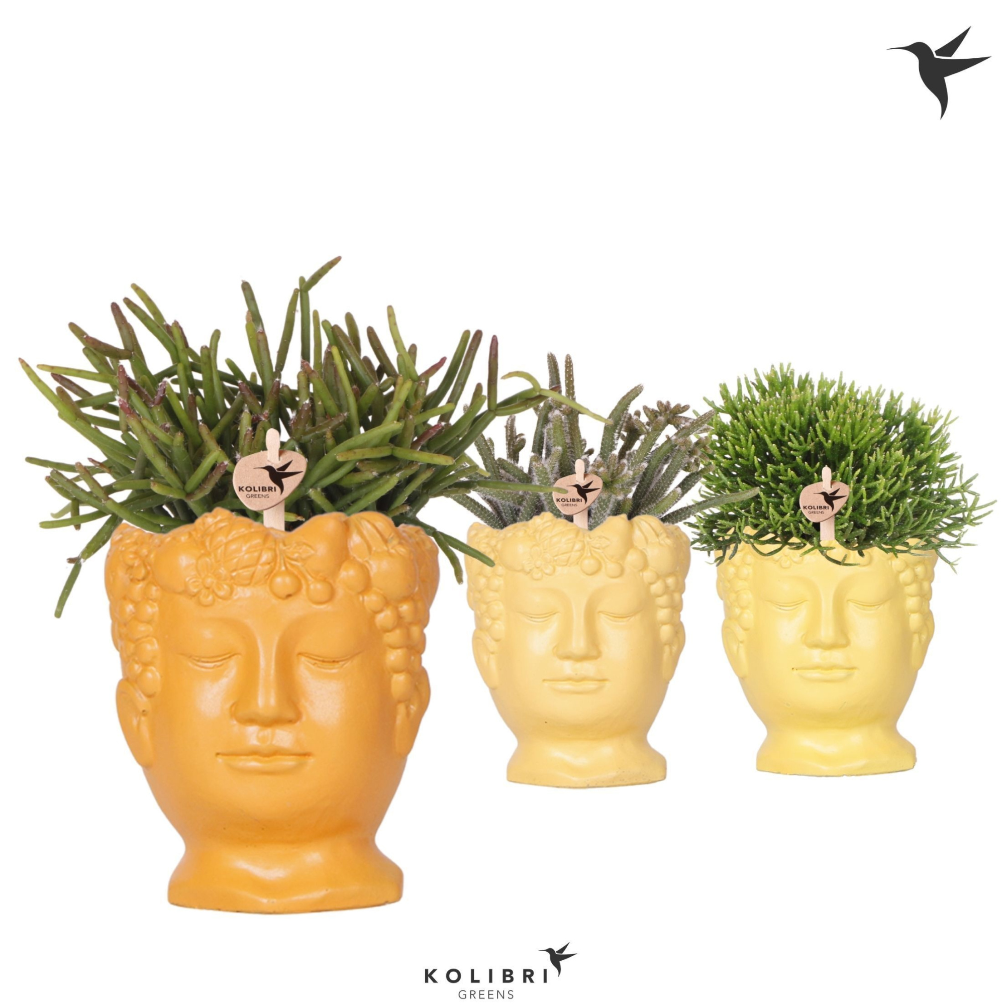 Kolibri Greens Rhipsalis mix in Fruity Head pot yellow mix, D 9 cm