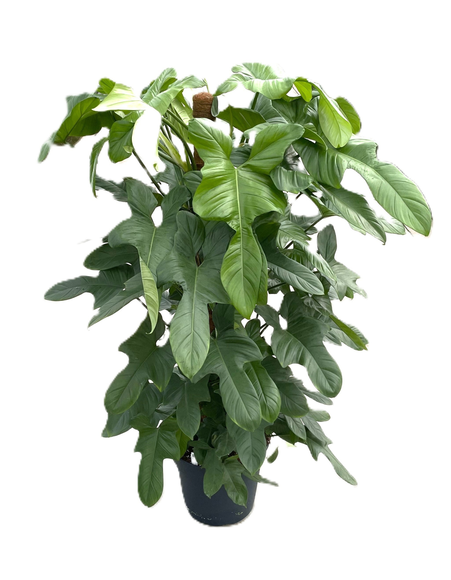 Philodendron bipennifolium 'Silver Violin' p38 mosstok 160cm, D 38