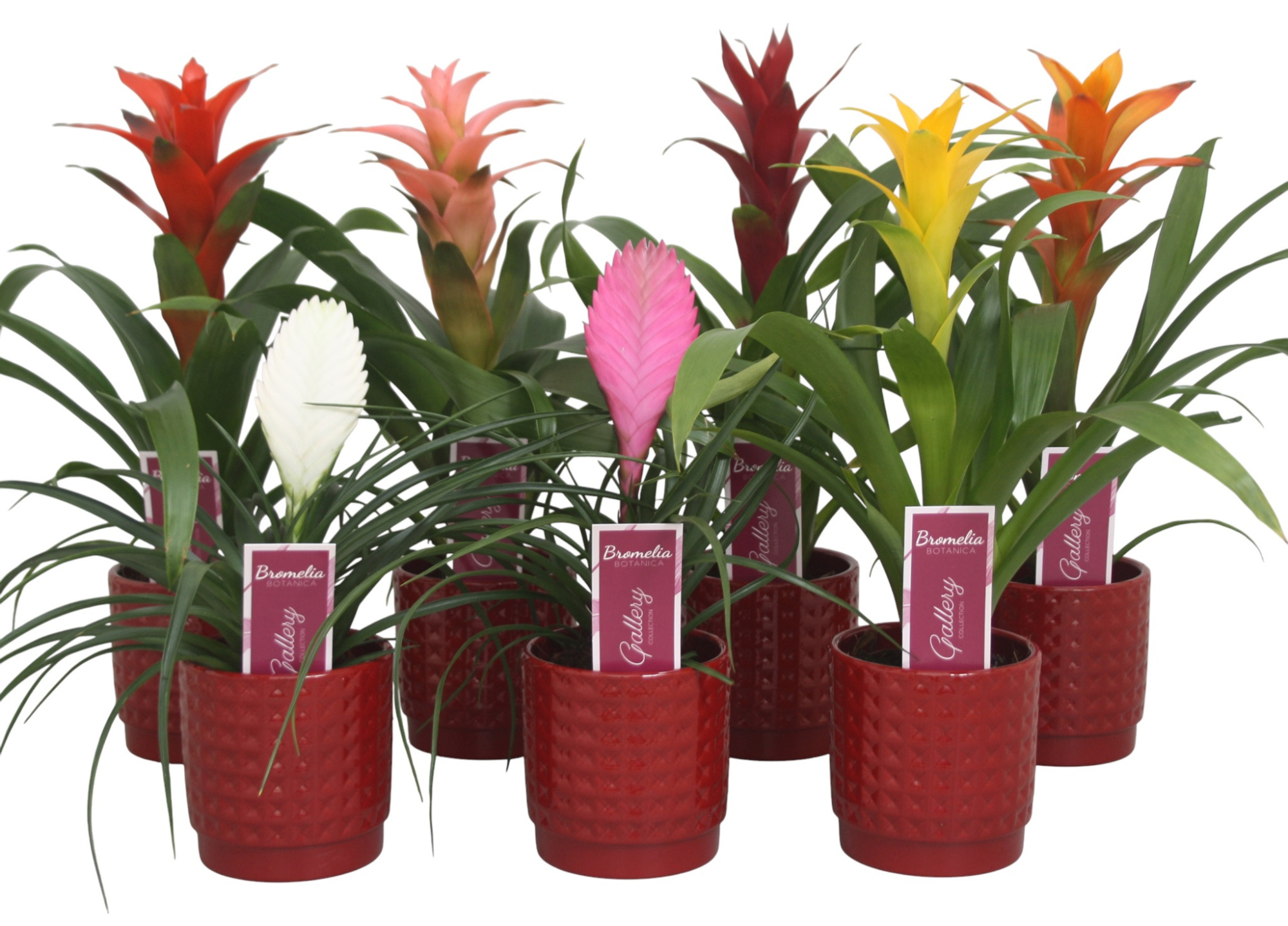 Bromelia gemengd in rood ruit keramiek, D 10 cm