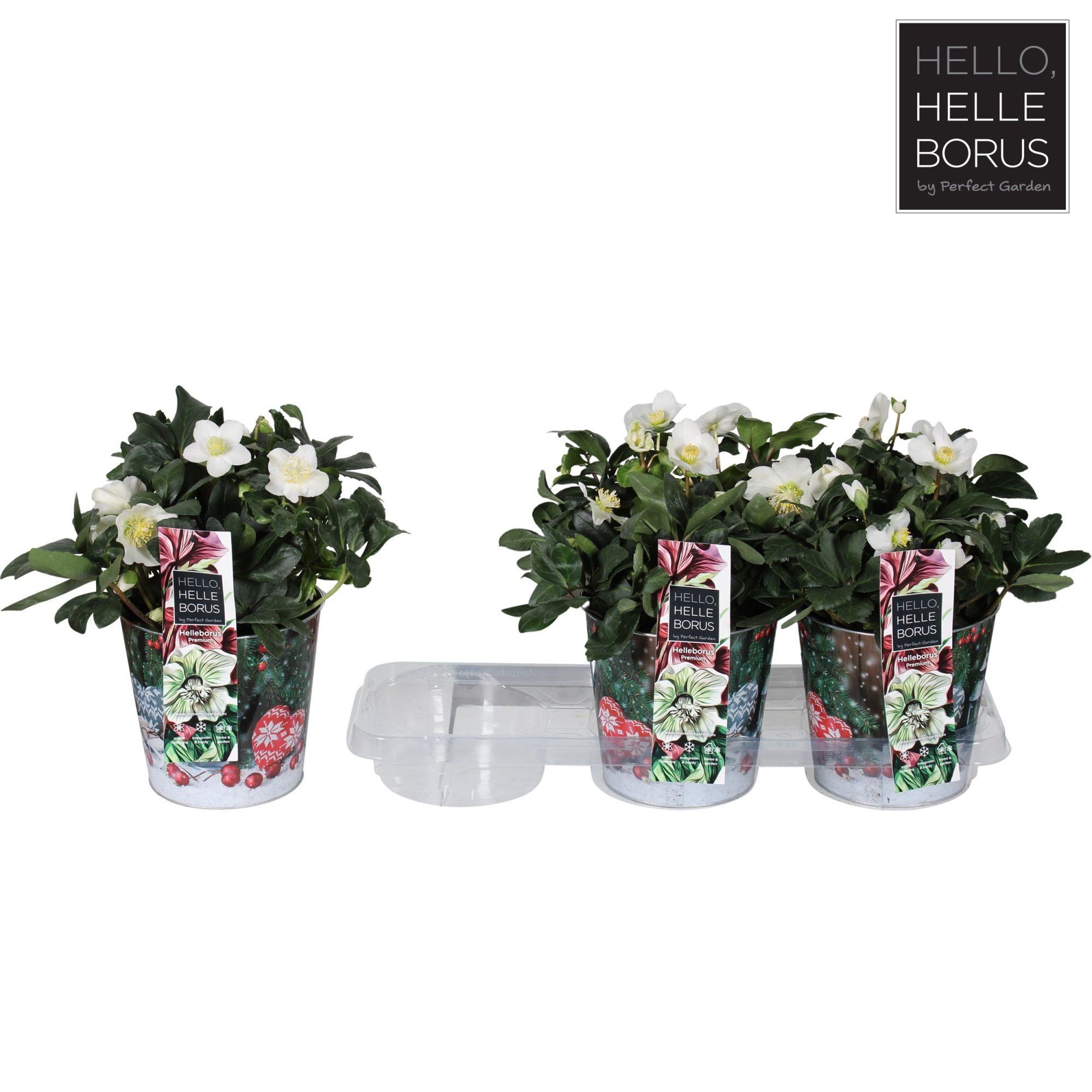 Helleborus niger 'Christmas Carol' P17 (Merry Christmas zinc), D 17 cm