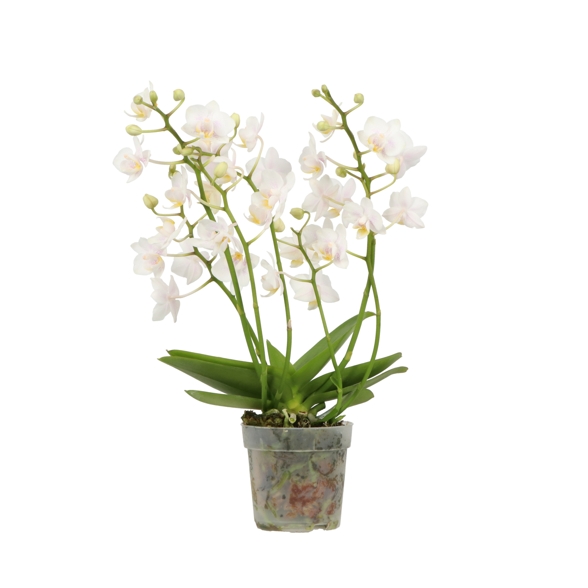 Willd P7 A2 White 2+ spike, D 7 cm