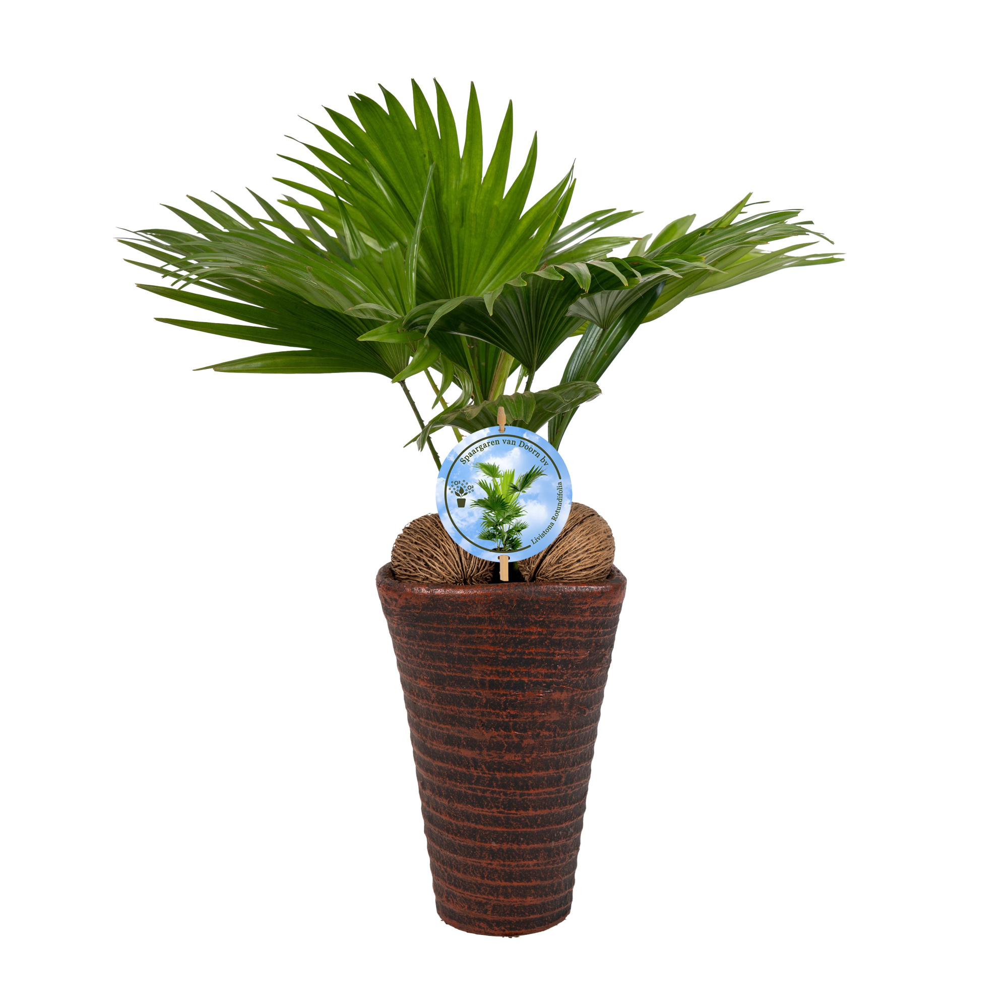 Livistona rotundifolia11 s Aspd Lucht Zuiverend Brown pot, D 16