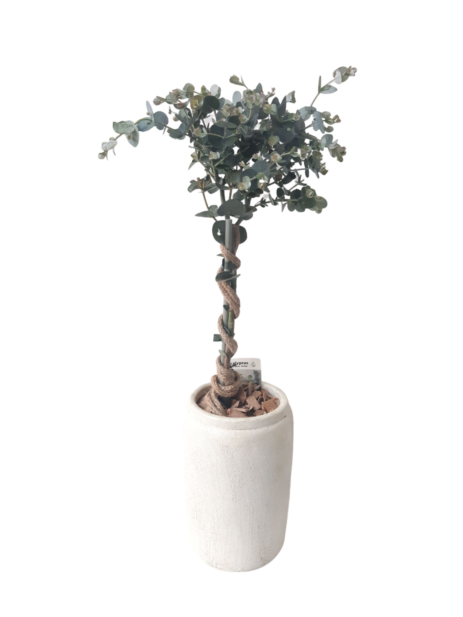 RWV17EUC Rude White Vase D17H90 Eucalyptus Stam, D 17 cm