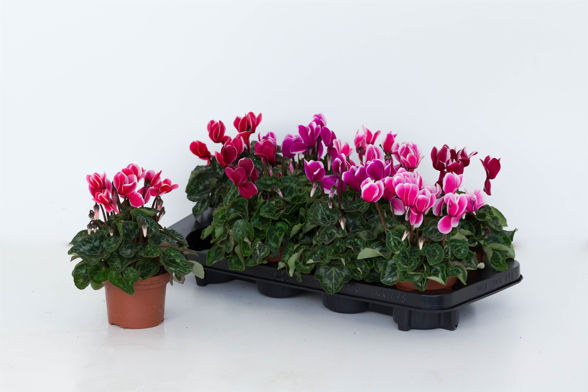 Cyclaam Super Serie Allure Fuji mix, D 10,5 cm