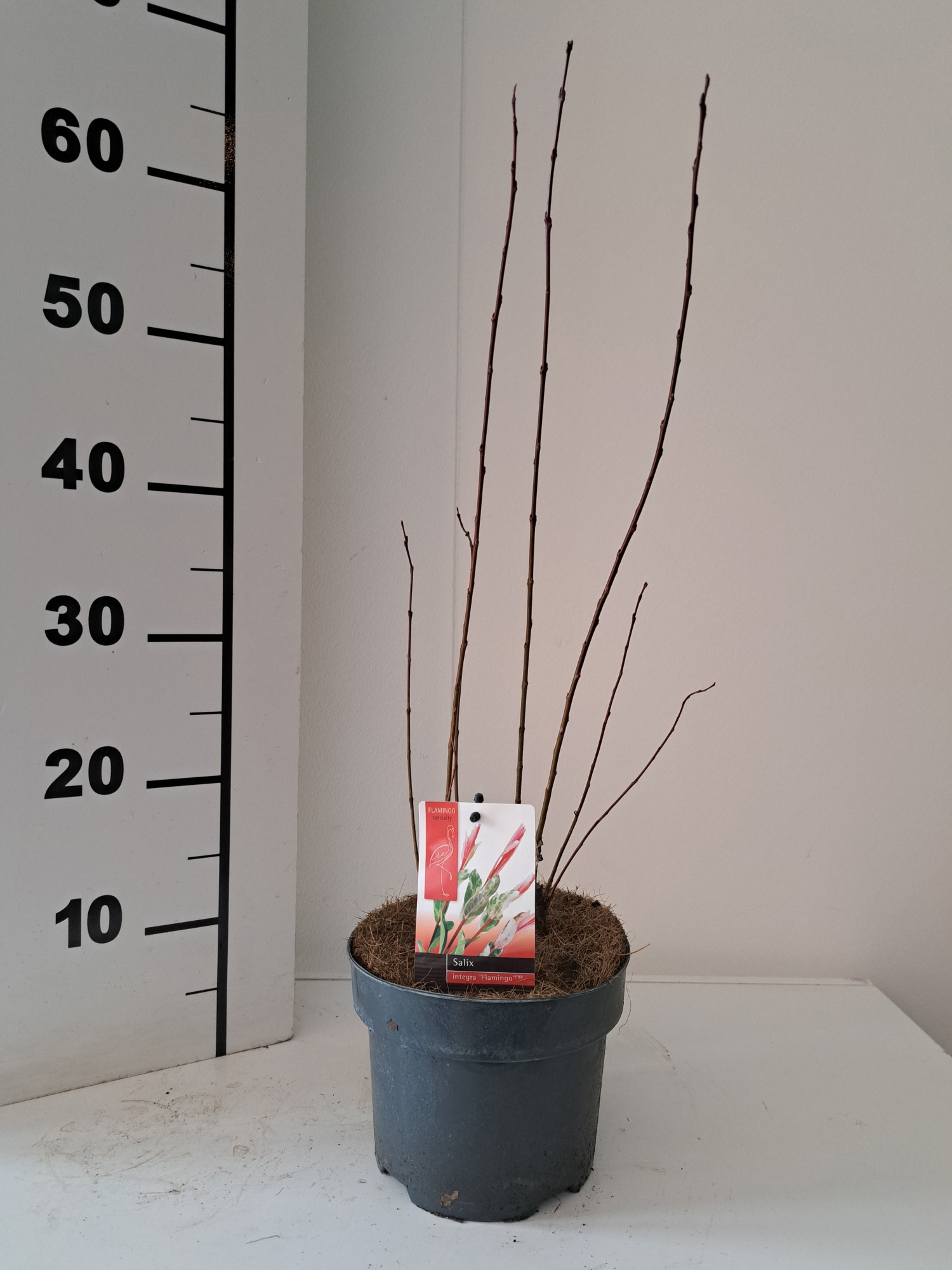 Salix Flamingo bush p17 roze pot, D 17