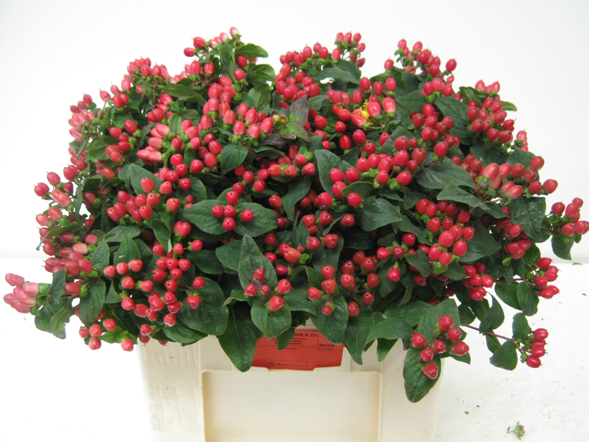 Гипперикум Мэджикал Импрешн 55, шт.