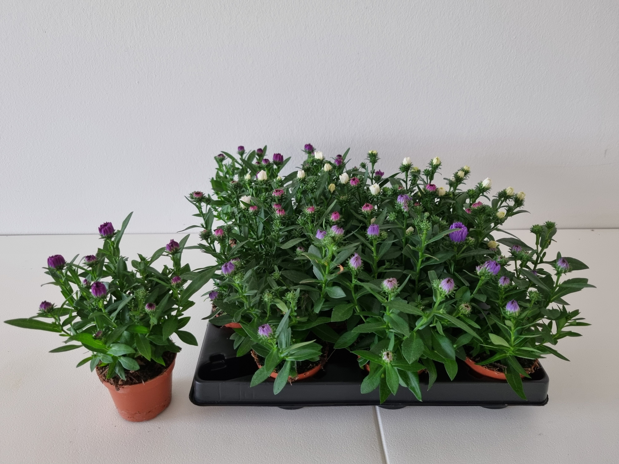 ASTER-HYBRID 'REGENT BL. FARVER', D 6 cm