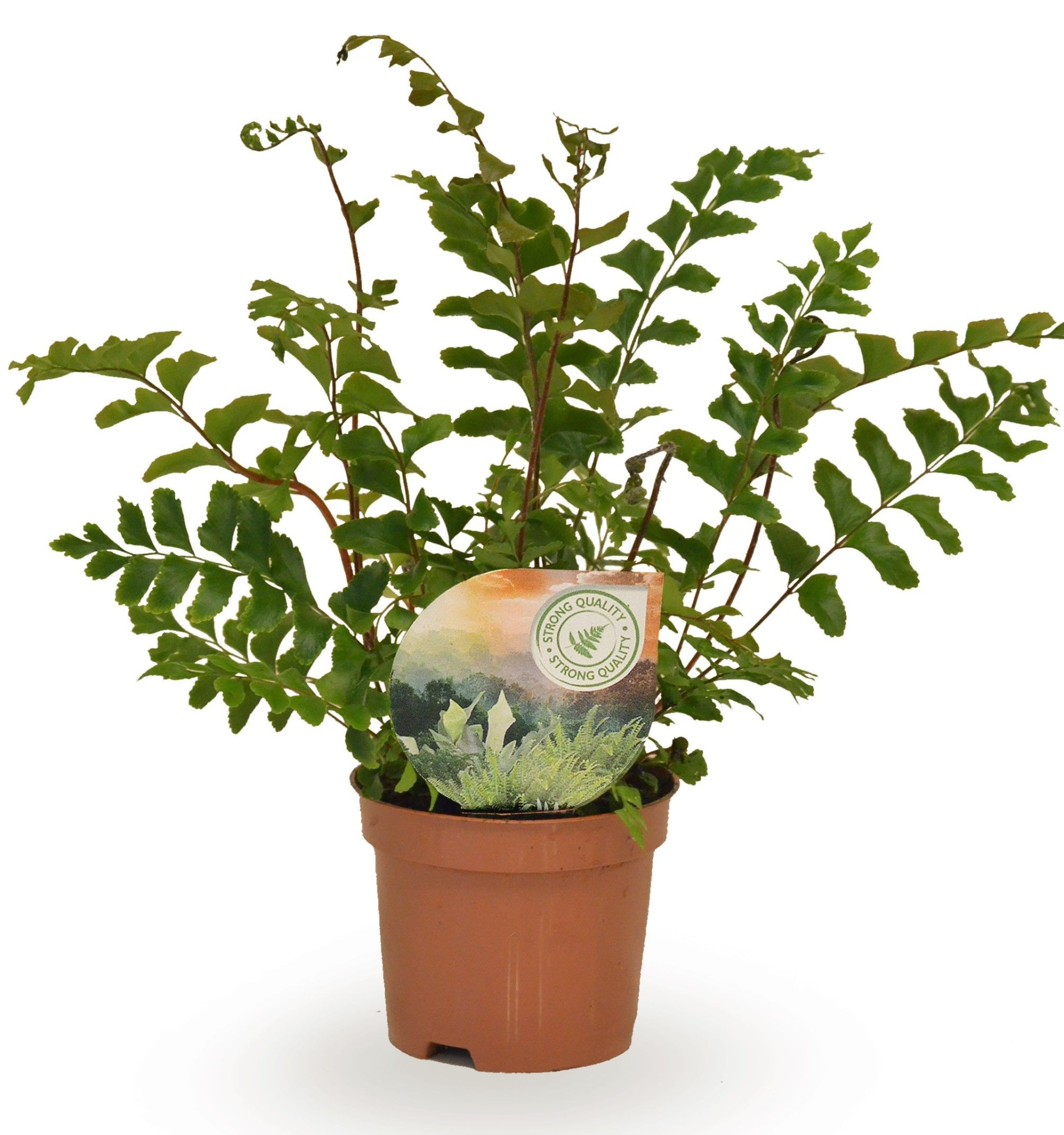 Didymochlaena truncatula, D 9