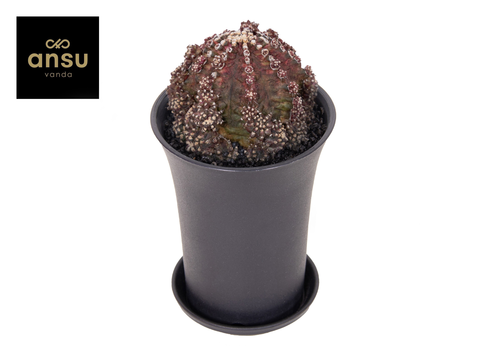 Gymno Cactus Godji T-Rex XL, D 10