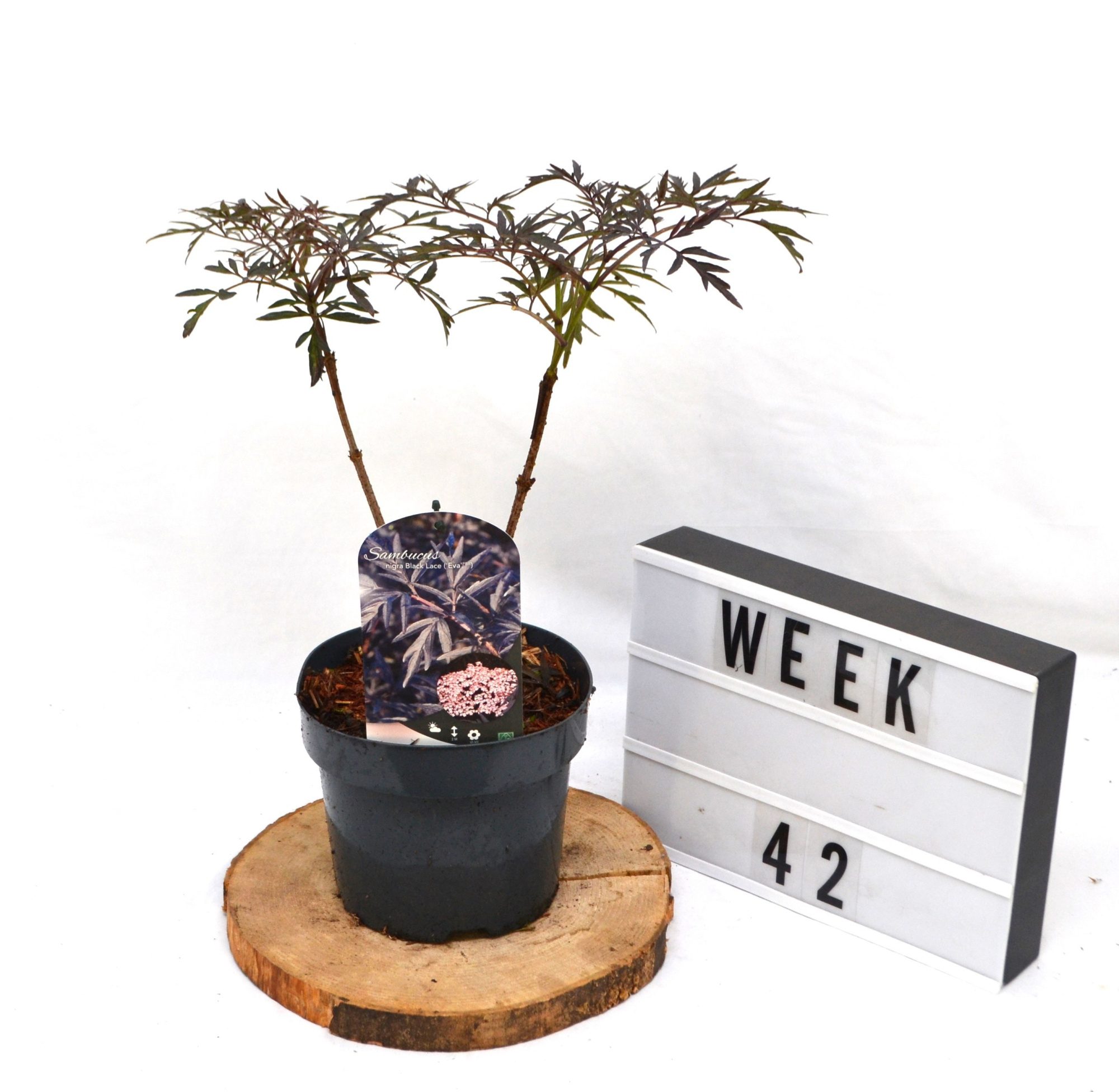 Sambucus nigra Black Lace C3 40-50, D 19 cm