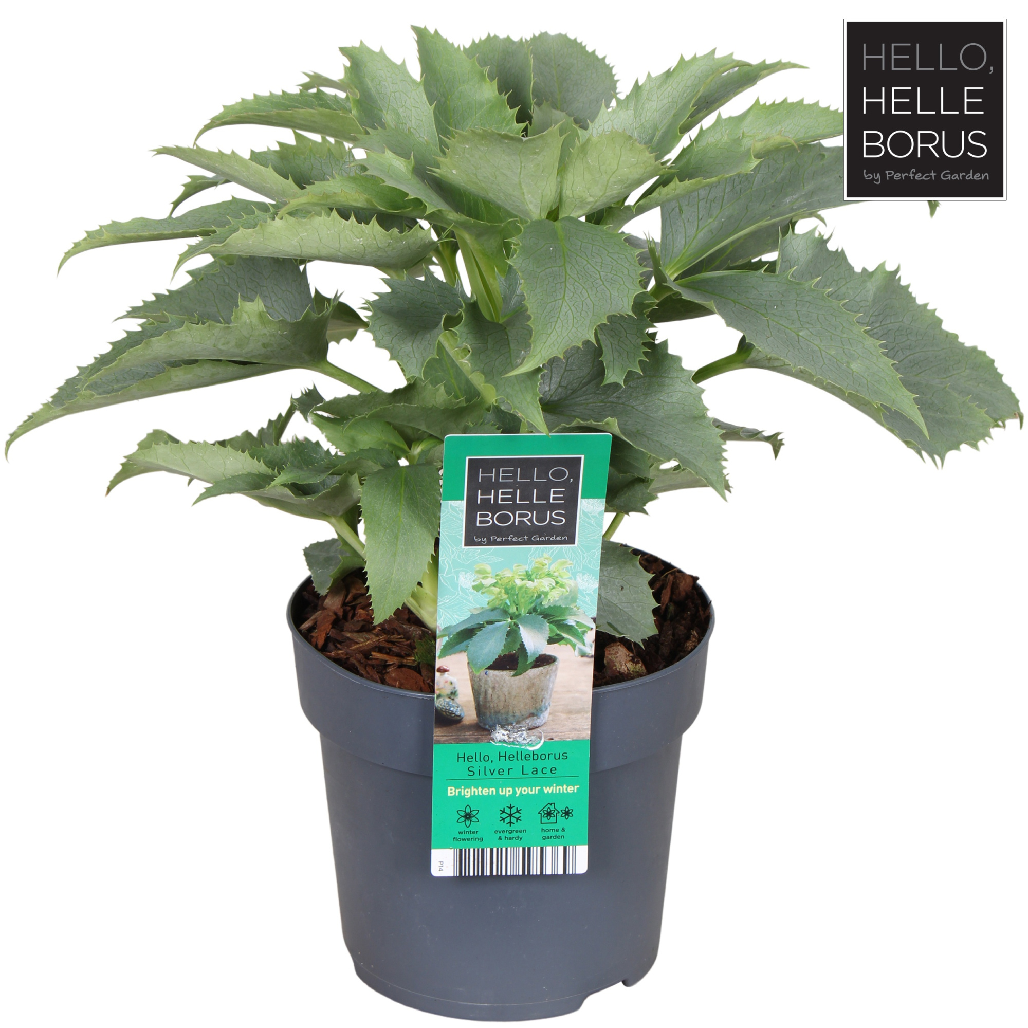 Helleborus argutifolius 'Silver Lace' P14, D 14 cm