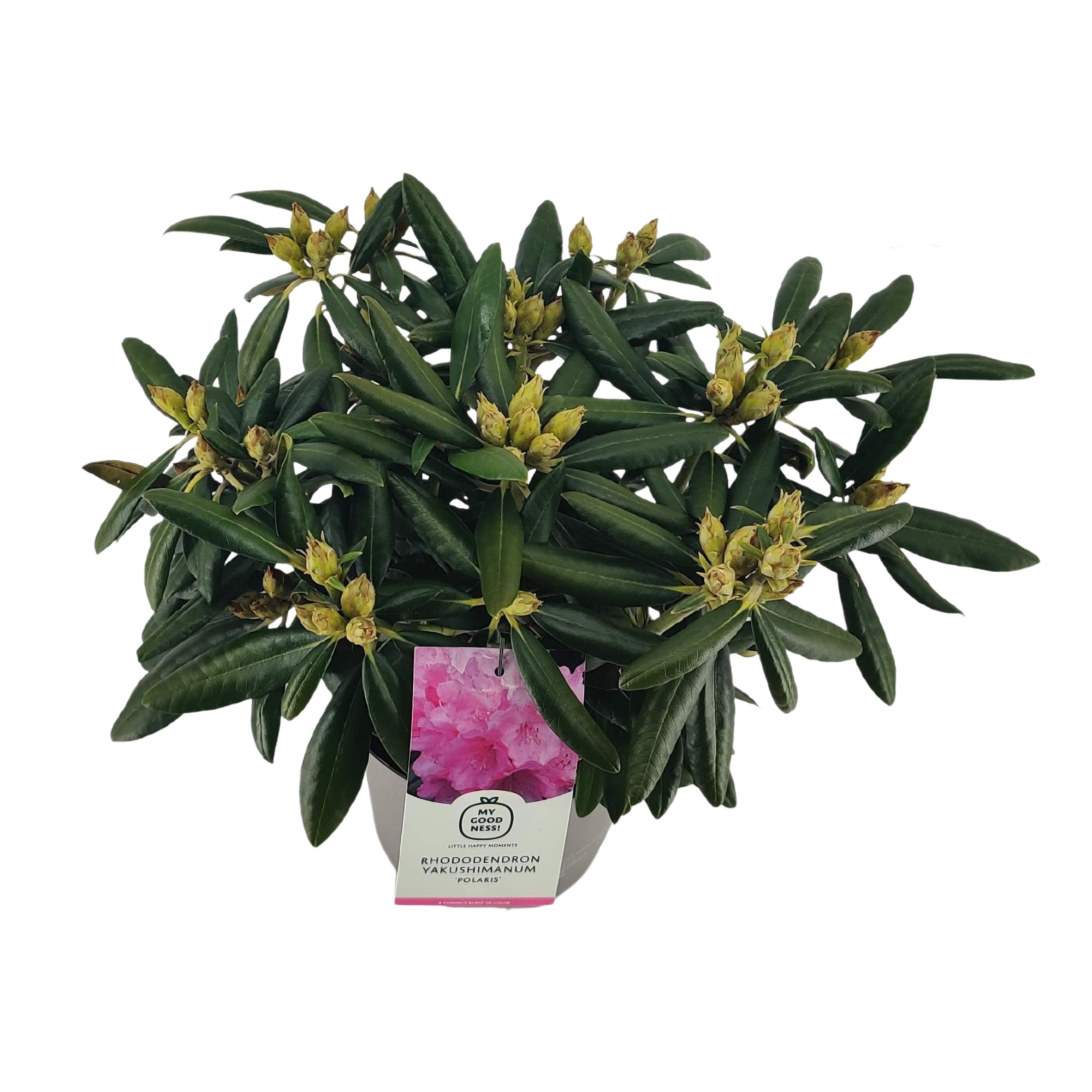 Rhododendron 30-40 /4 liter 'Polaris'yakushimanum, D 21