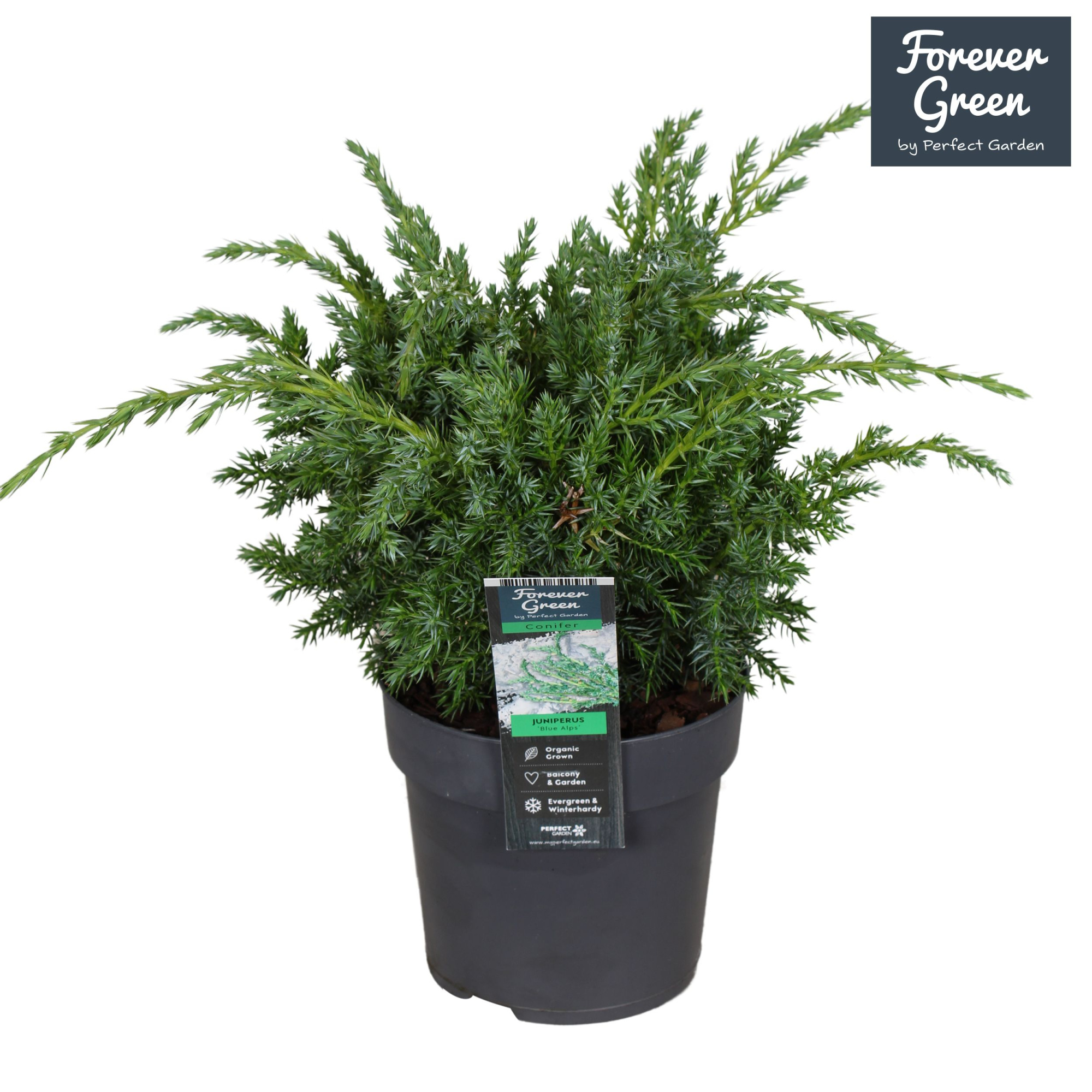 Juniperus chinensis 'Blue Alps' P14, D 14 cm
