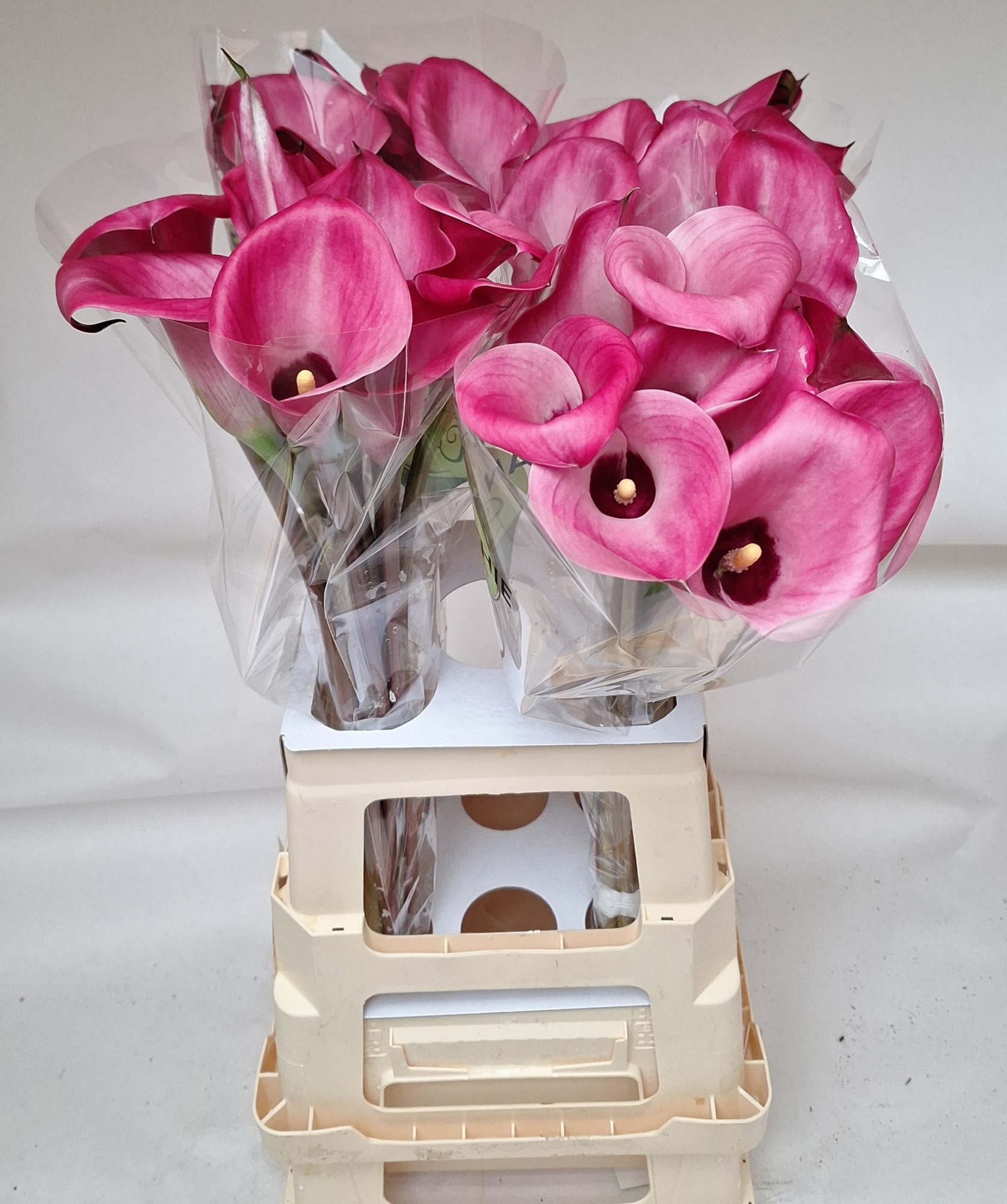 Калла Бейджин 70, шт.