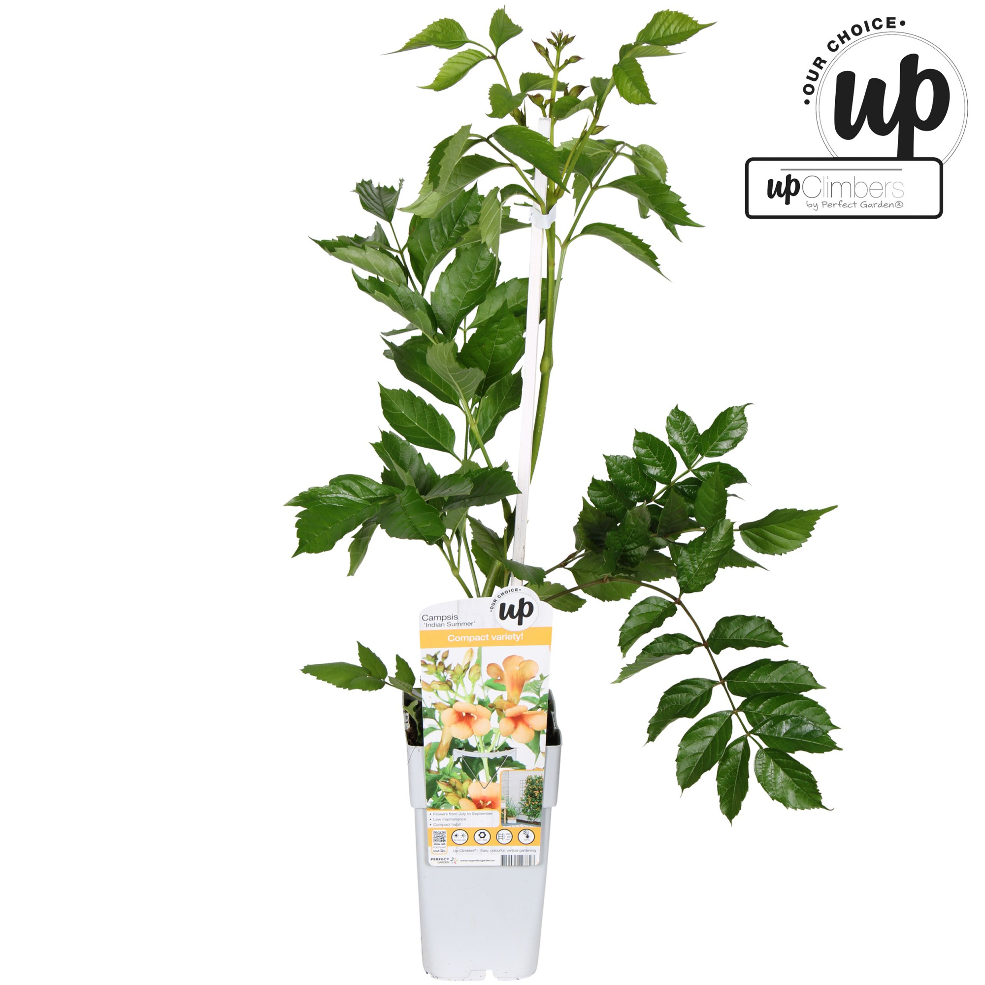 Campsis Indian Summer P15, D 15