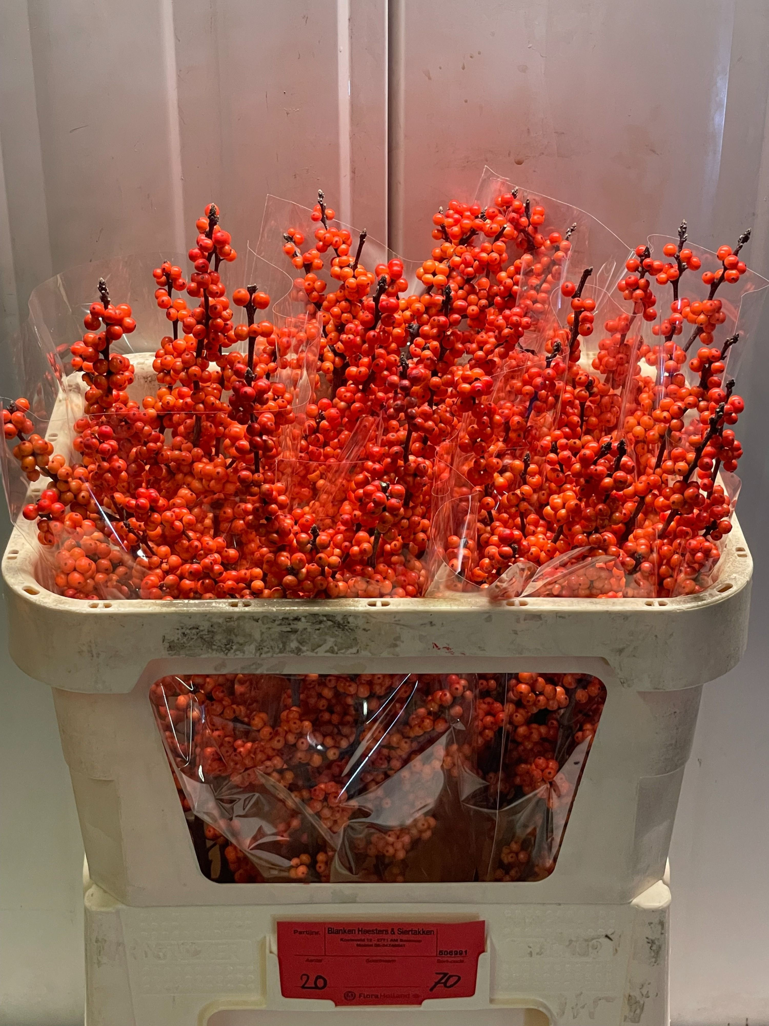 Илекс Винтер Голд 70, шт.