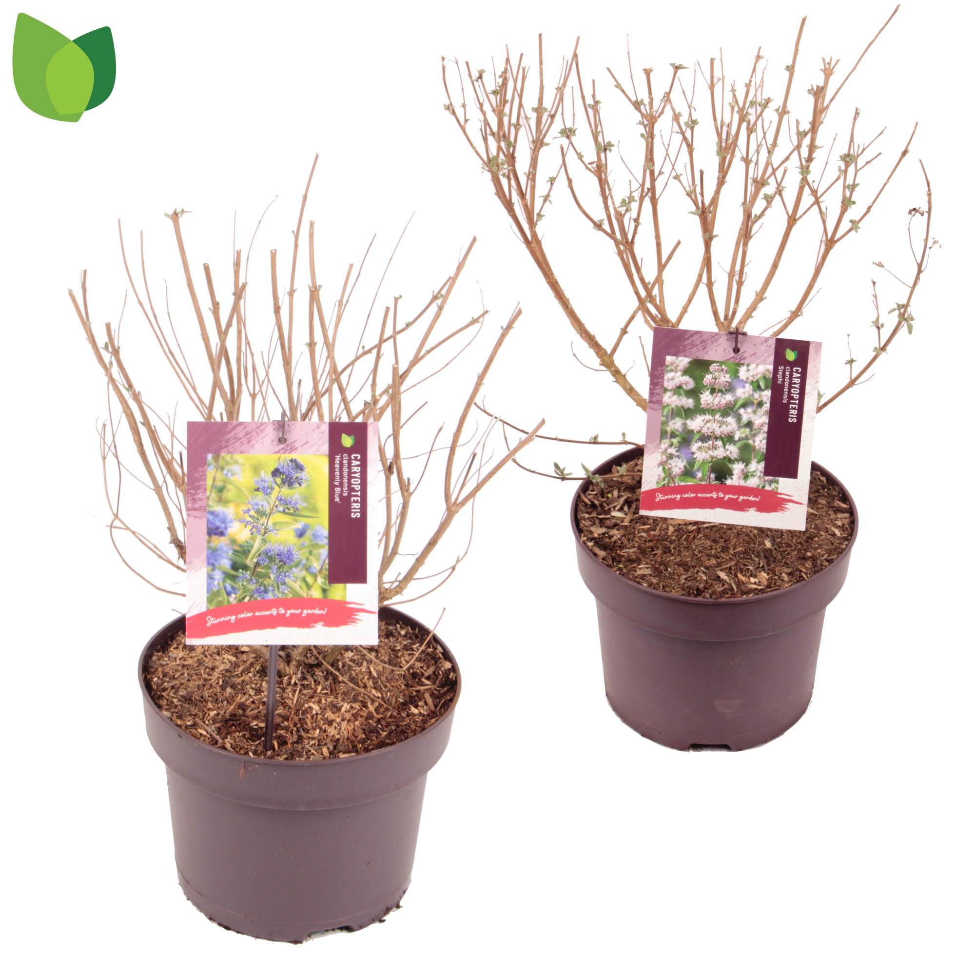 Caryopteris clandonensis C5/P23 MIX, D 23