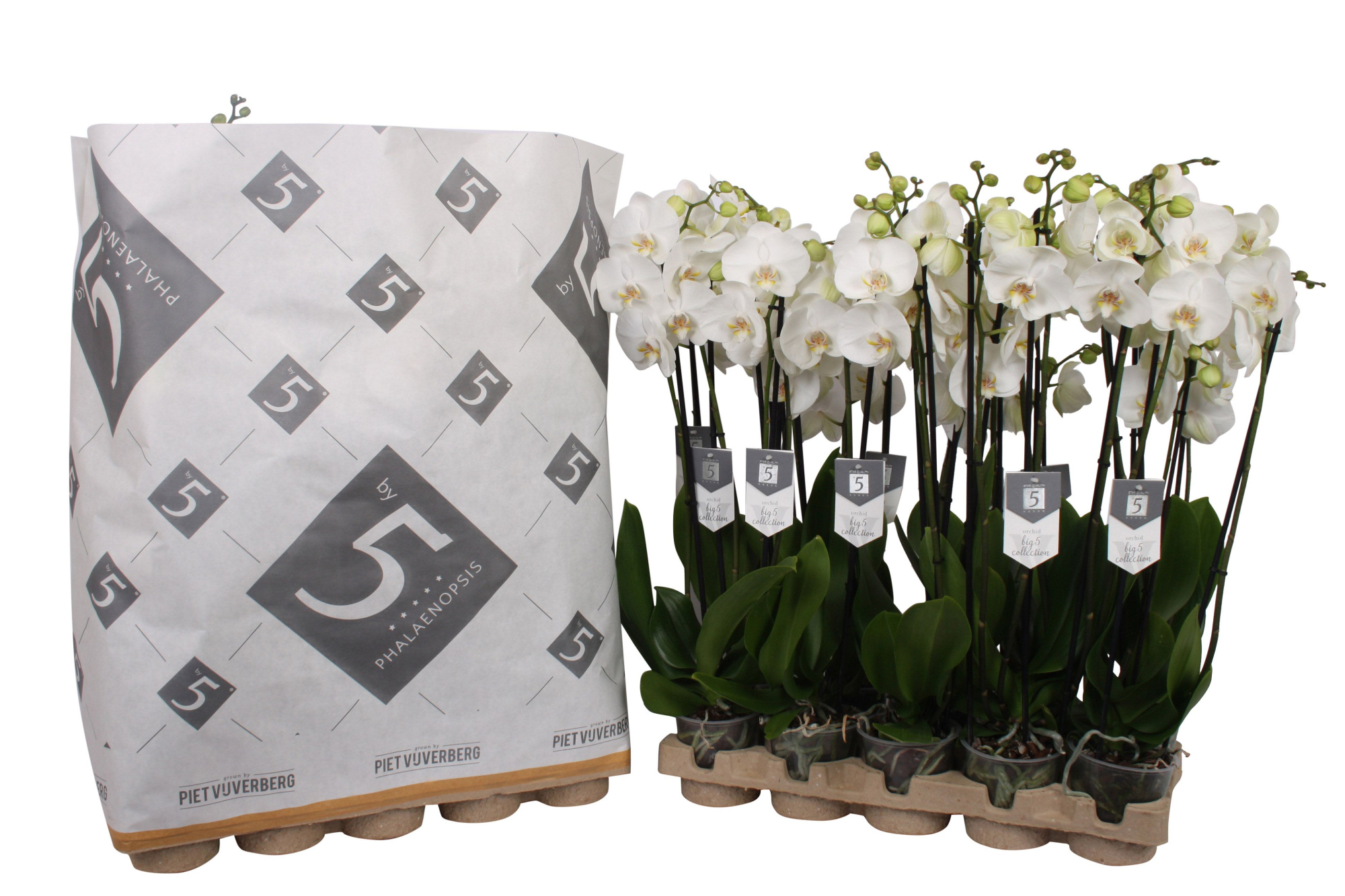 Phalaenopsis White World 3-spike in pulp tray, D 12 cm