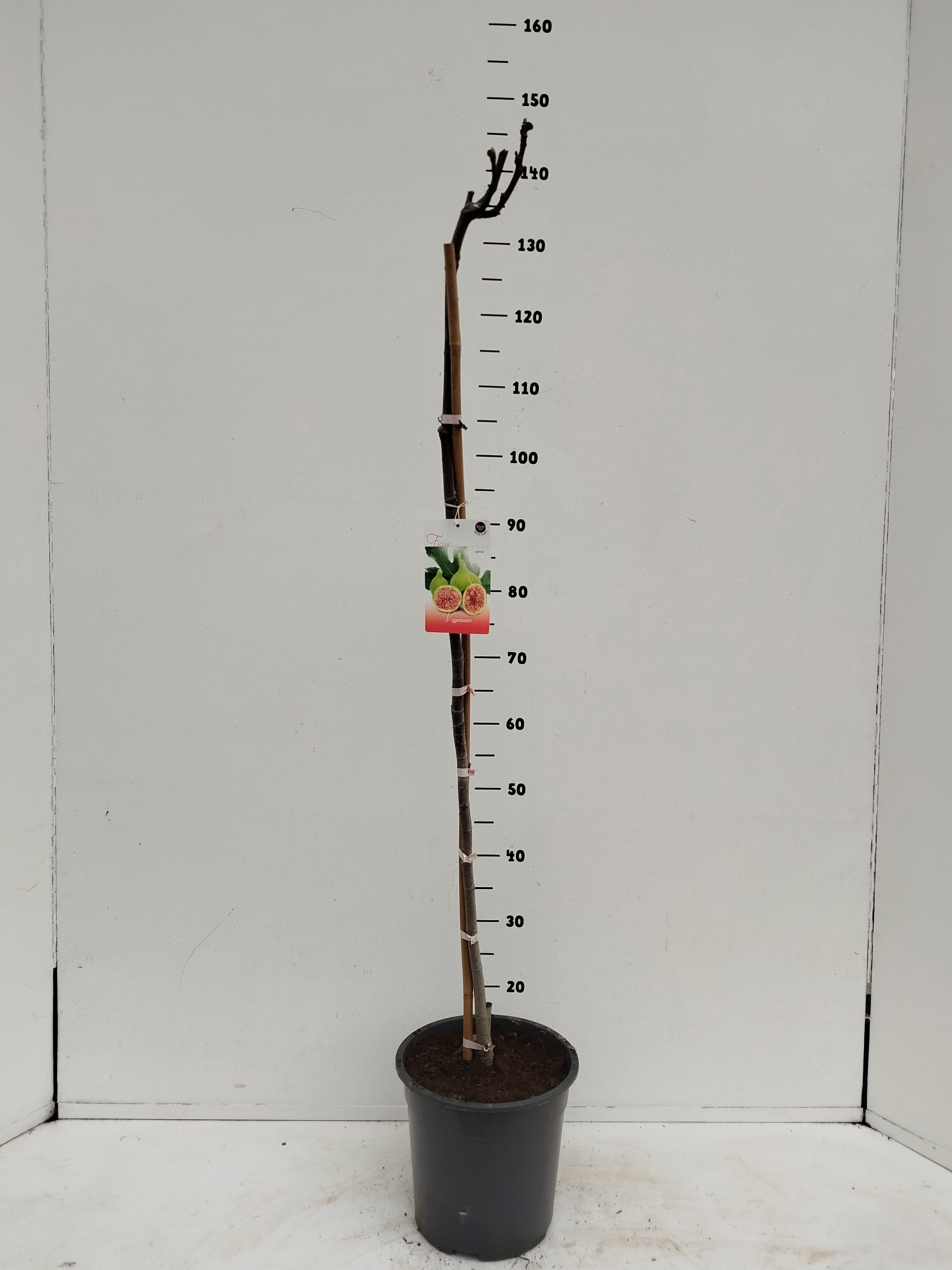Ficus carica, D 24