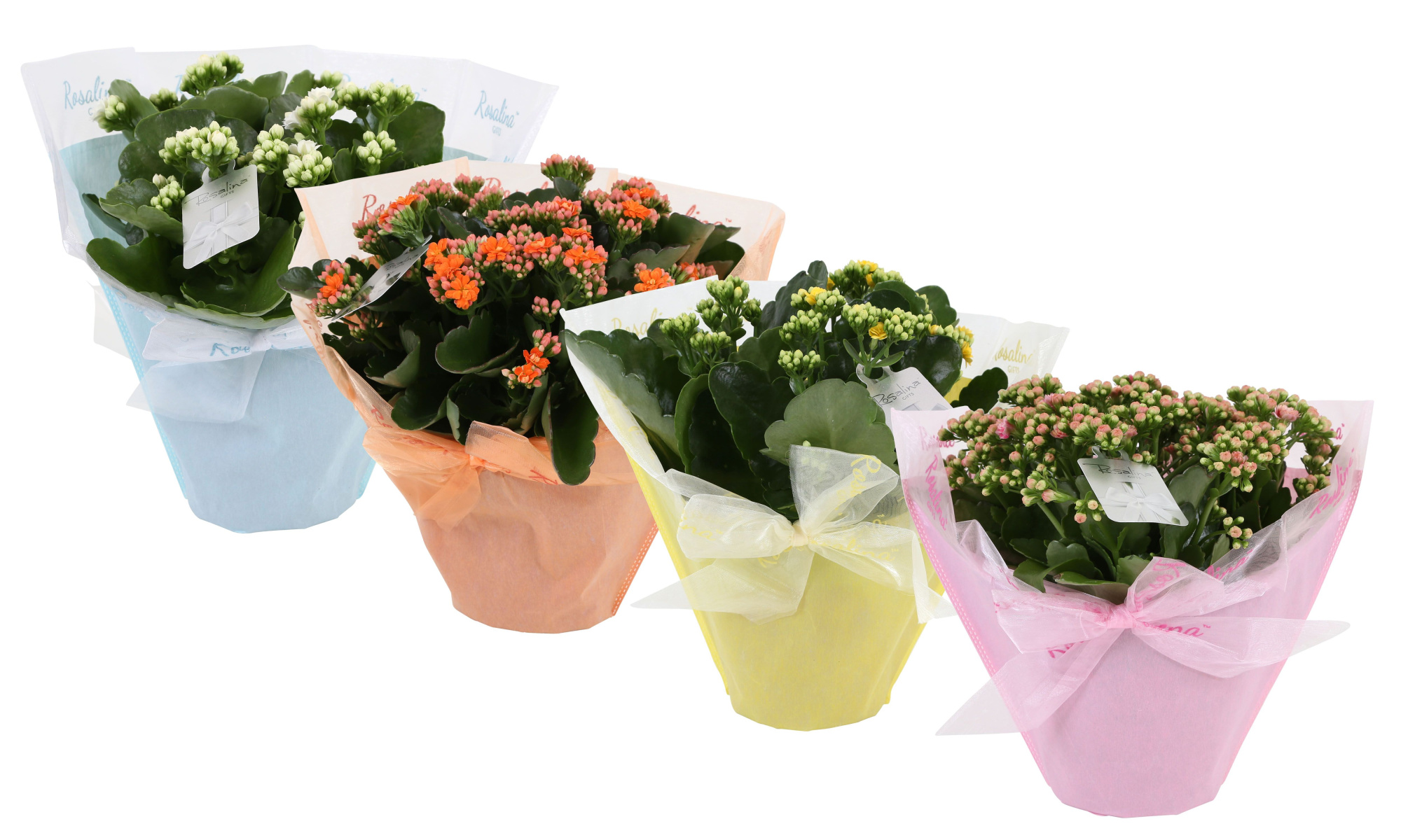 KP-730.4 - Kalanchoe Rosalina 15cm in Pastel Gifts paasmix, D 15 cm