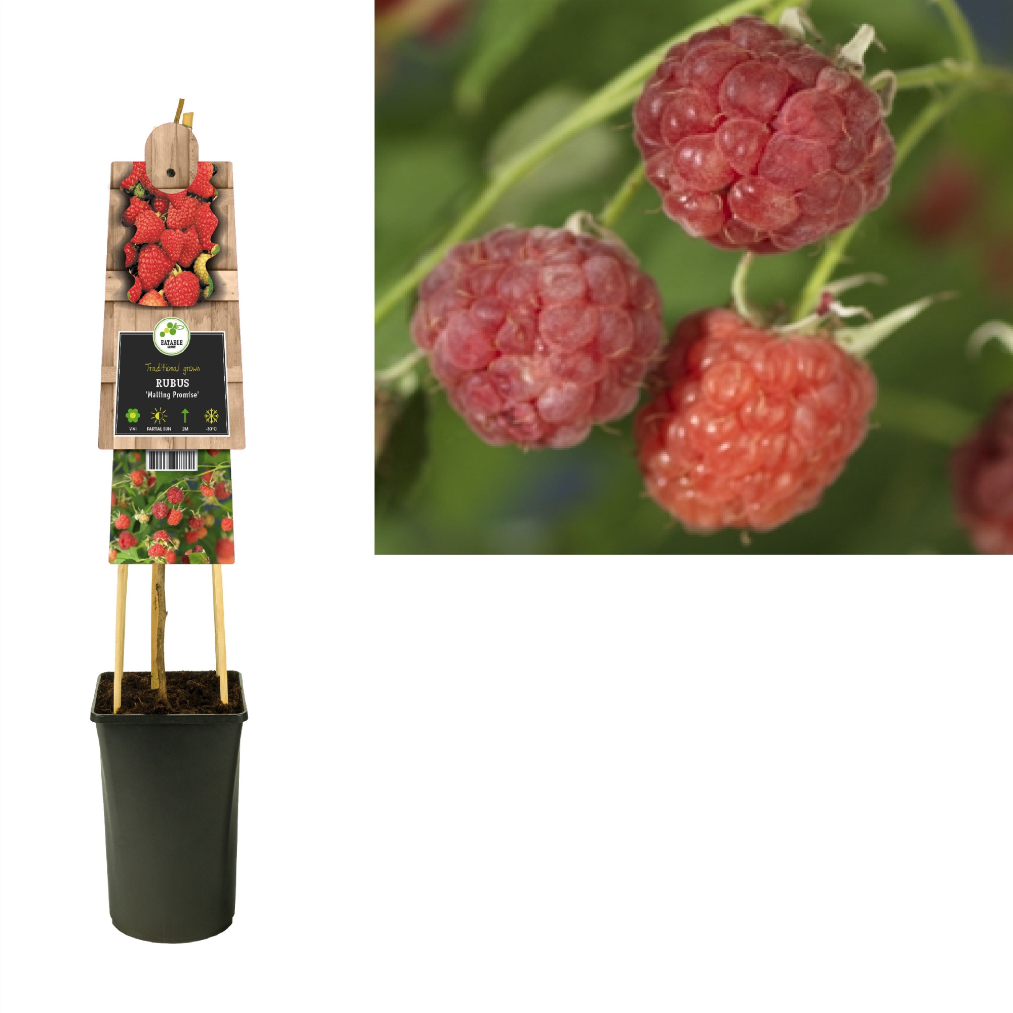 Rubus 'Malling Promise' +3.0 label, D 17 cm