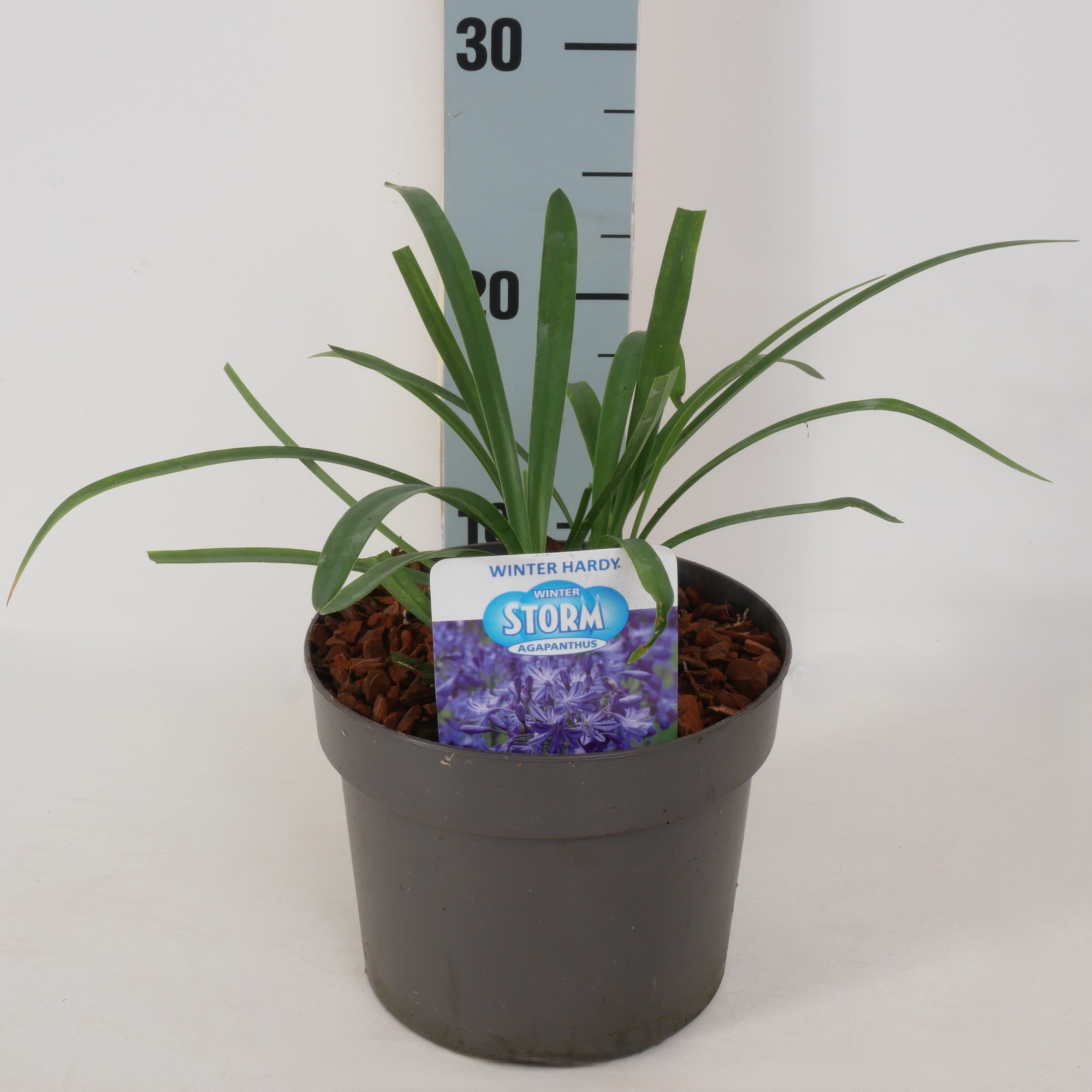 Agapanthus praecox 'Winter Storm' P17, D 17