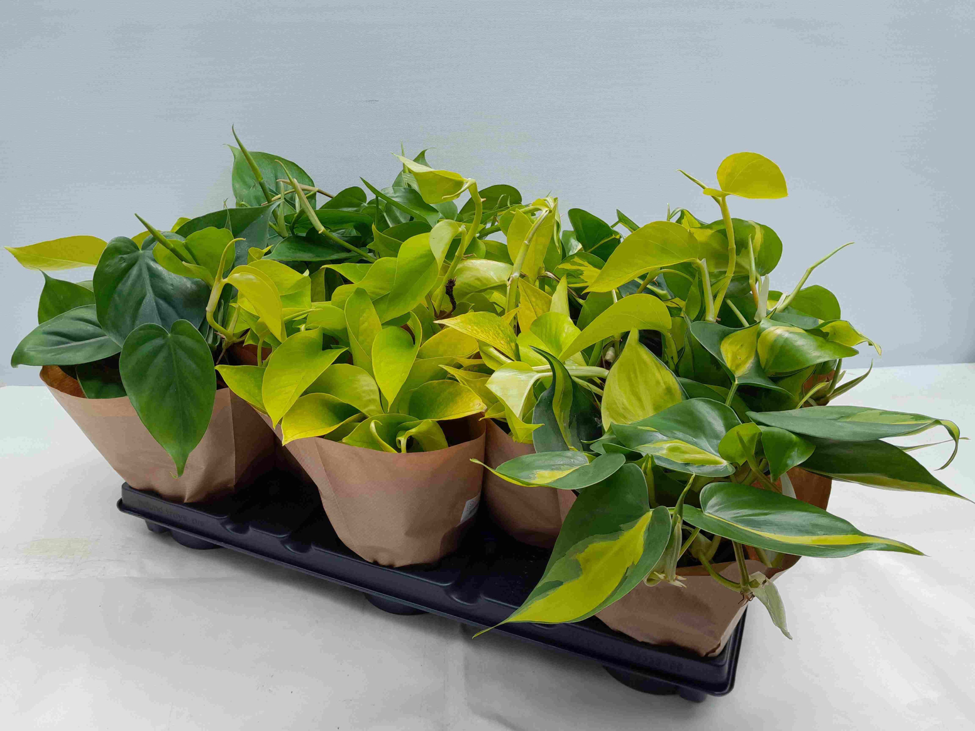 PHILODENDRON SCANDENS, D 12 cm