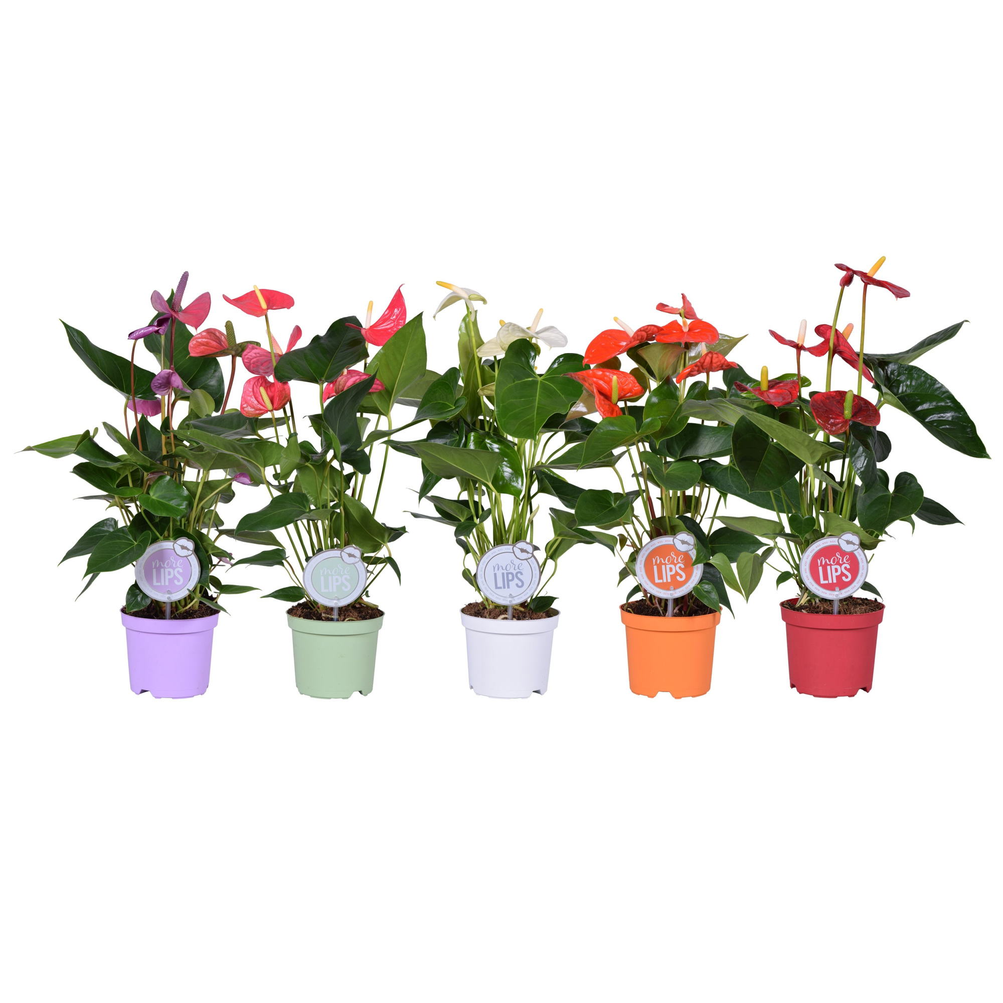 MoreLIPS® Anthurium mix, D 14 cm