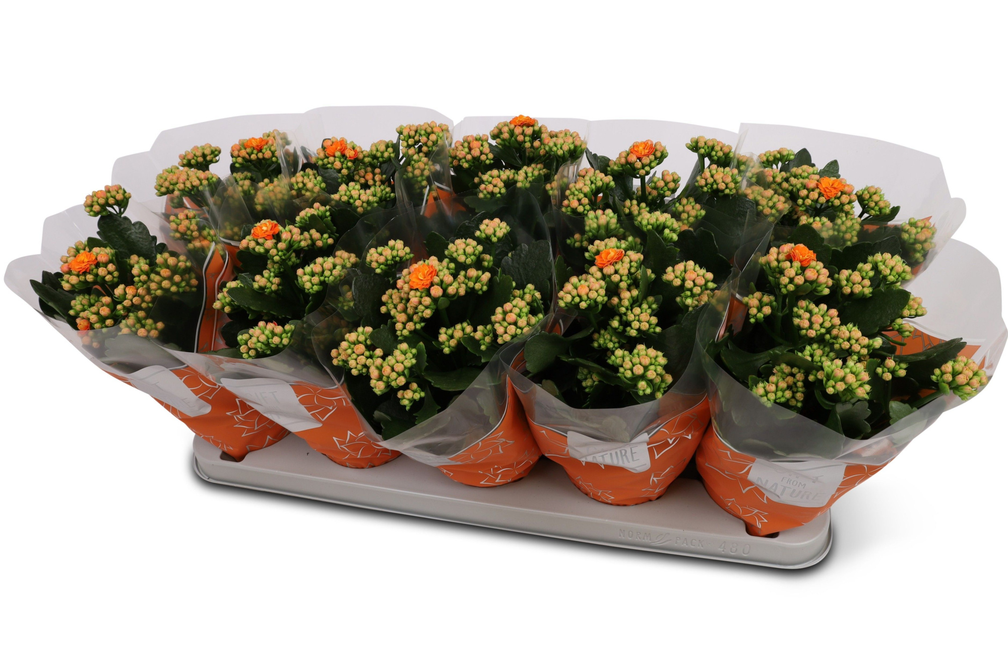 Kalanchoë Perfecta Orange GFN hoes, D 12 cm