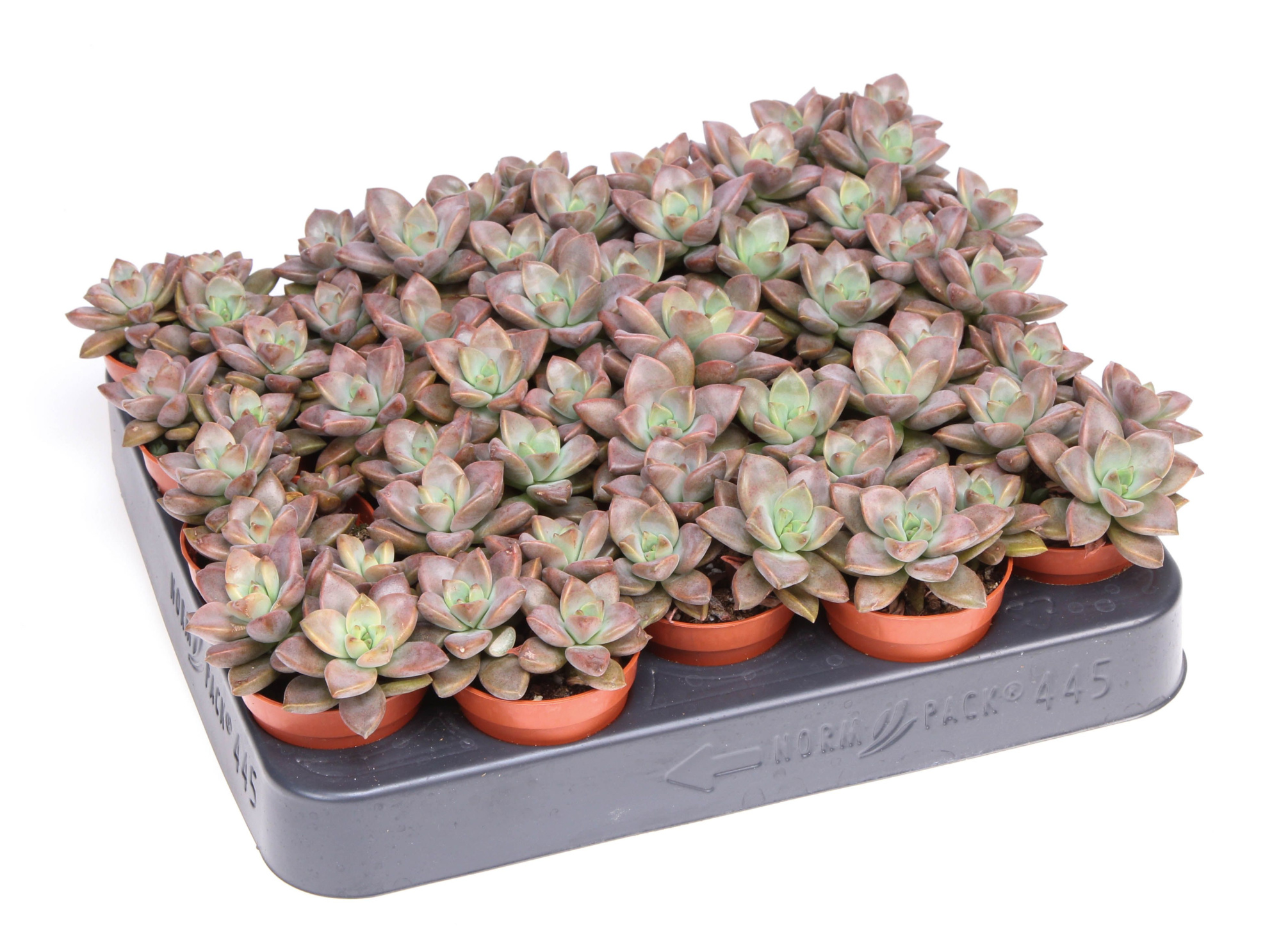 Echeveria bordeaux hard, D 5,5