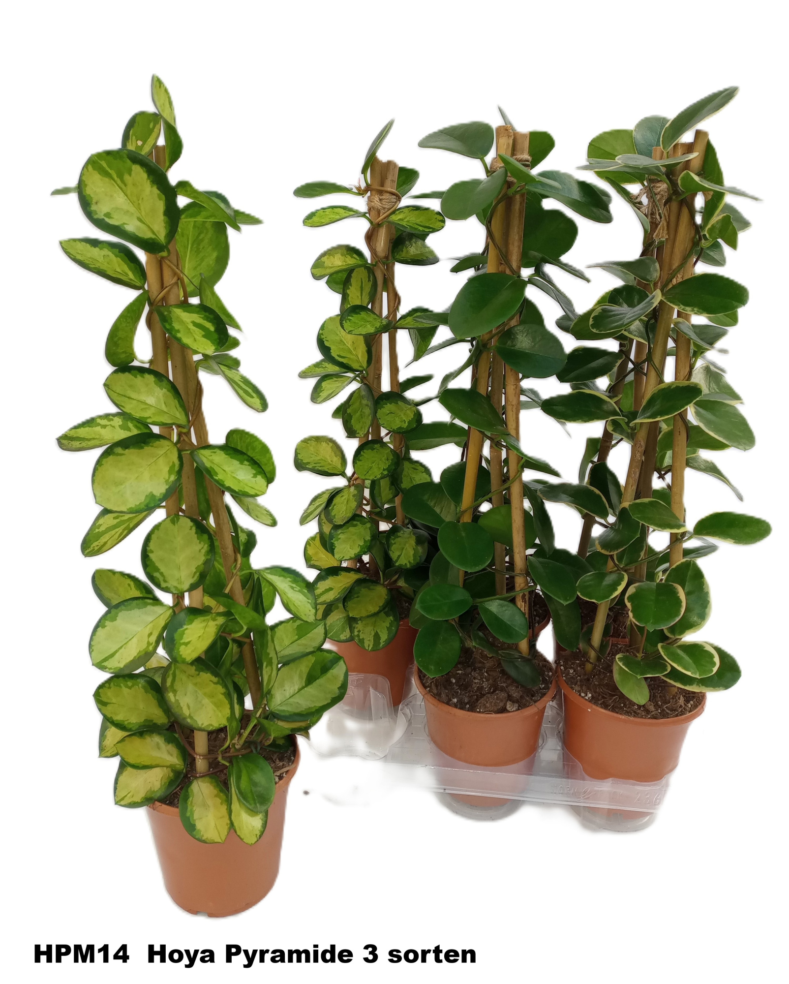 Hoya Pyramide 14 cm 3 srt Mix ., D 15