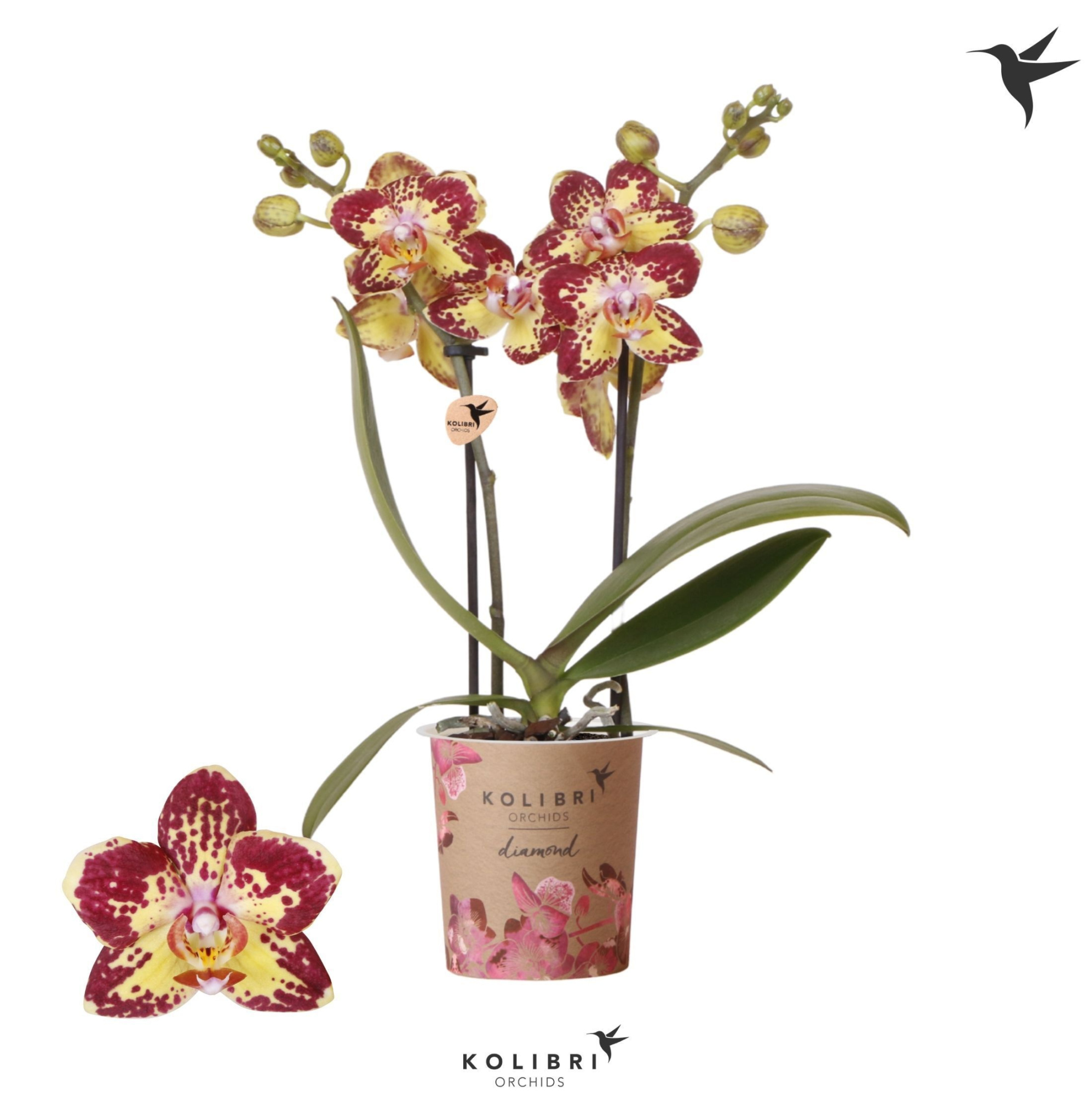 Kolibri Orchids Phalaenopsis Diamond Malaysia 2 spike, D 9 cm