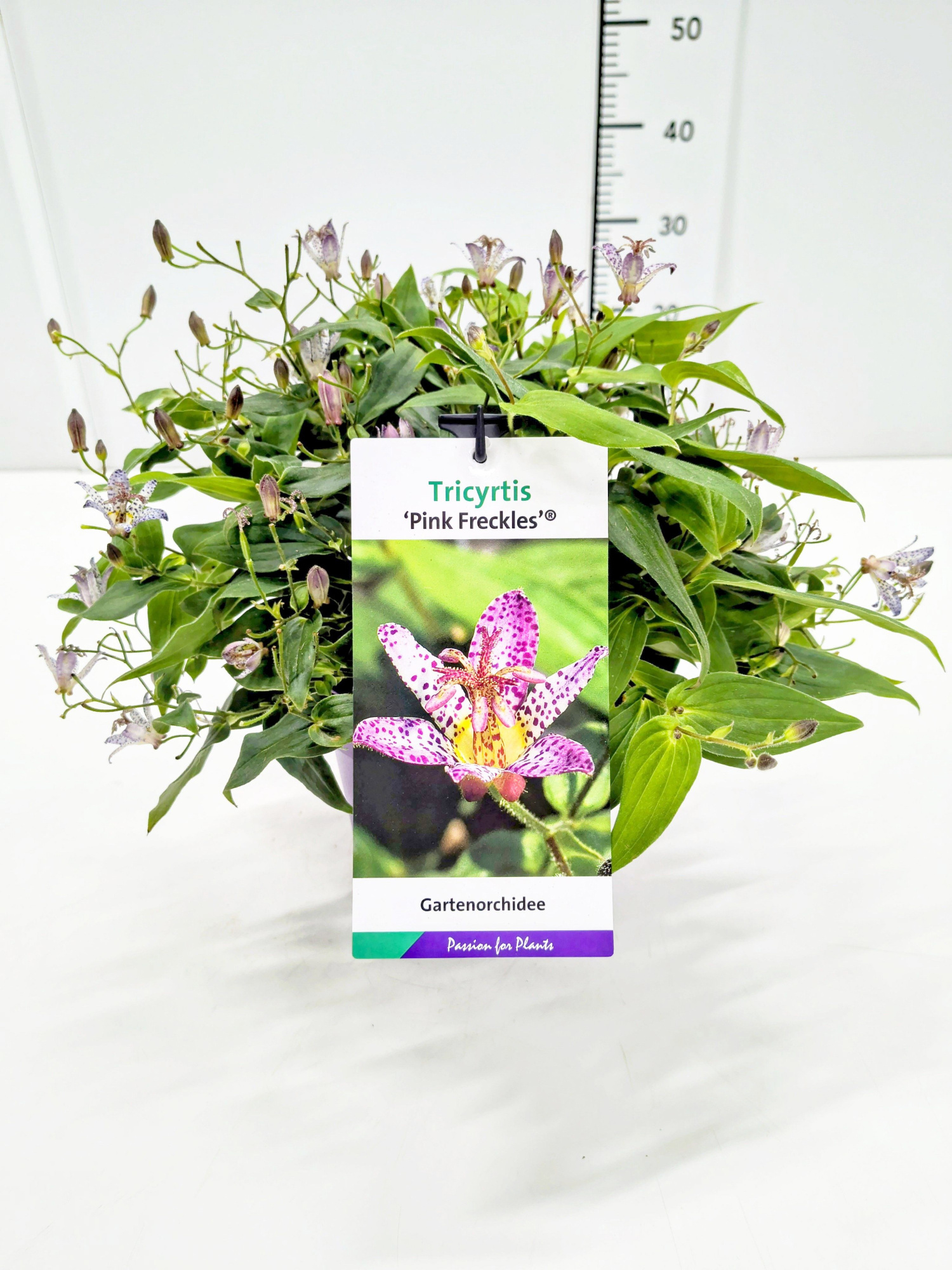 Tricyrtus form. Pink Freckles C3, D 19 cm