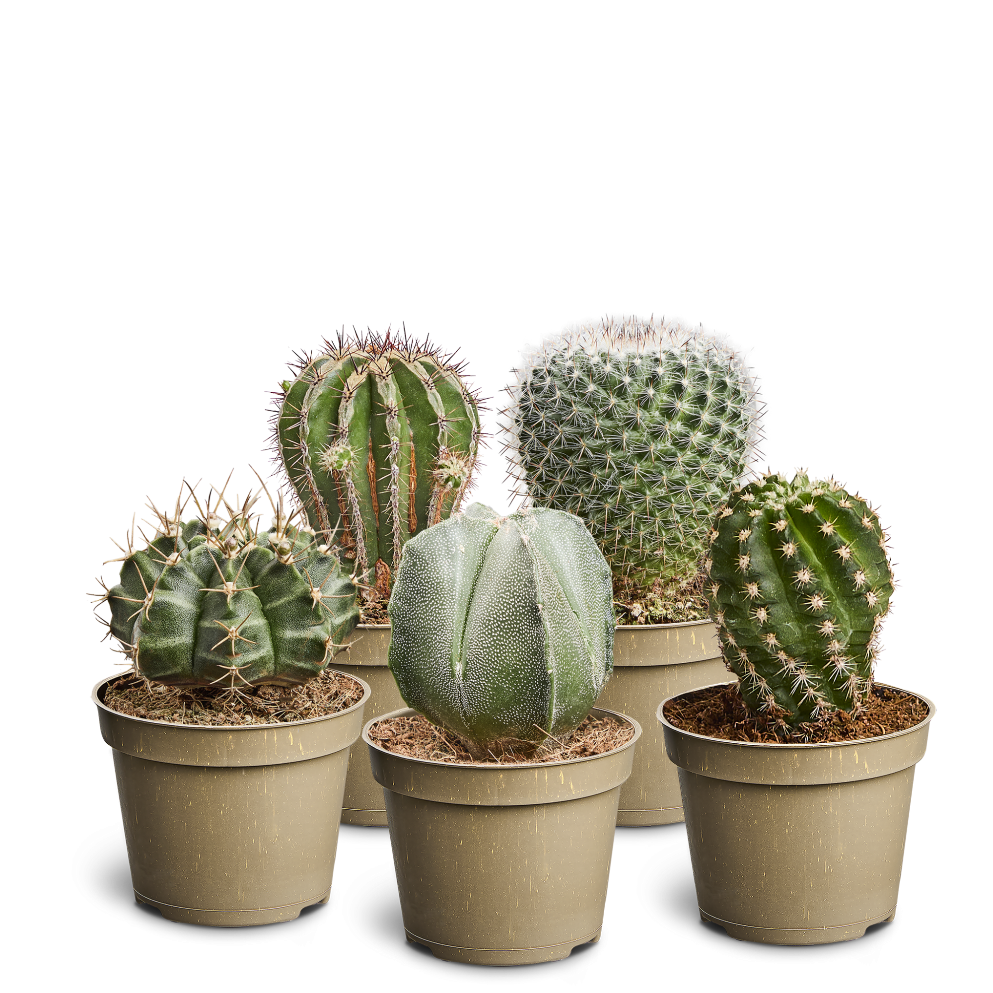 Cactus Collection, D 6 cm