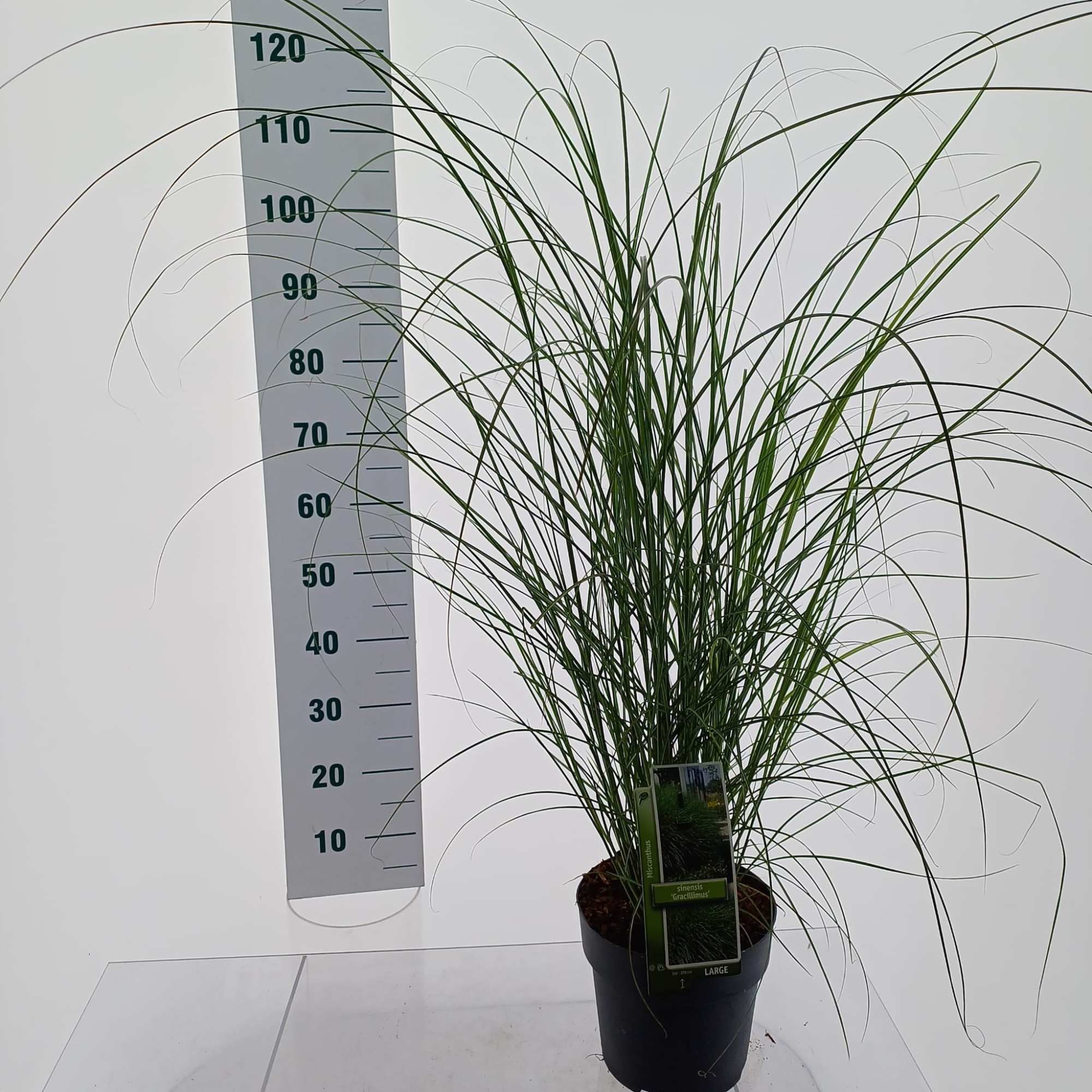 Miscanthus sin. 'Gracillimus', D 23 cm