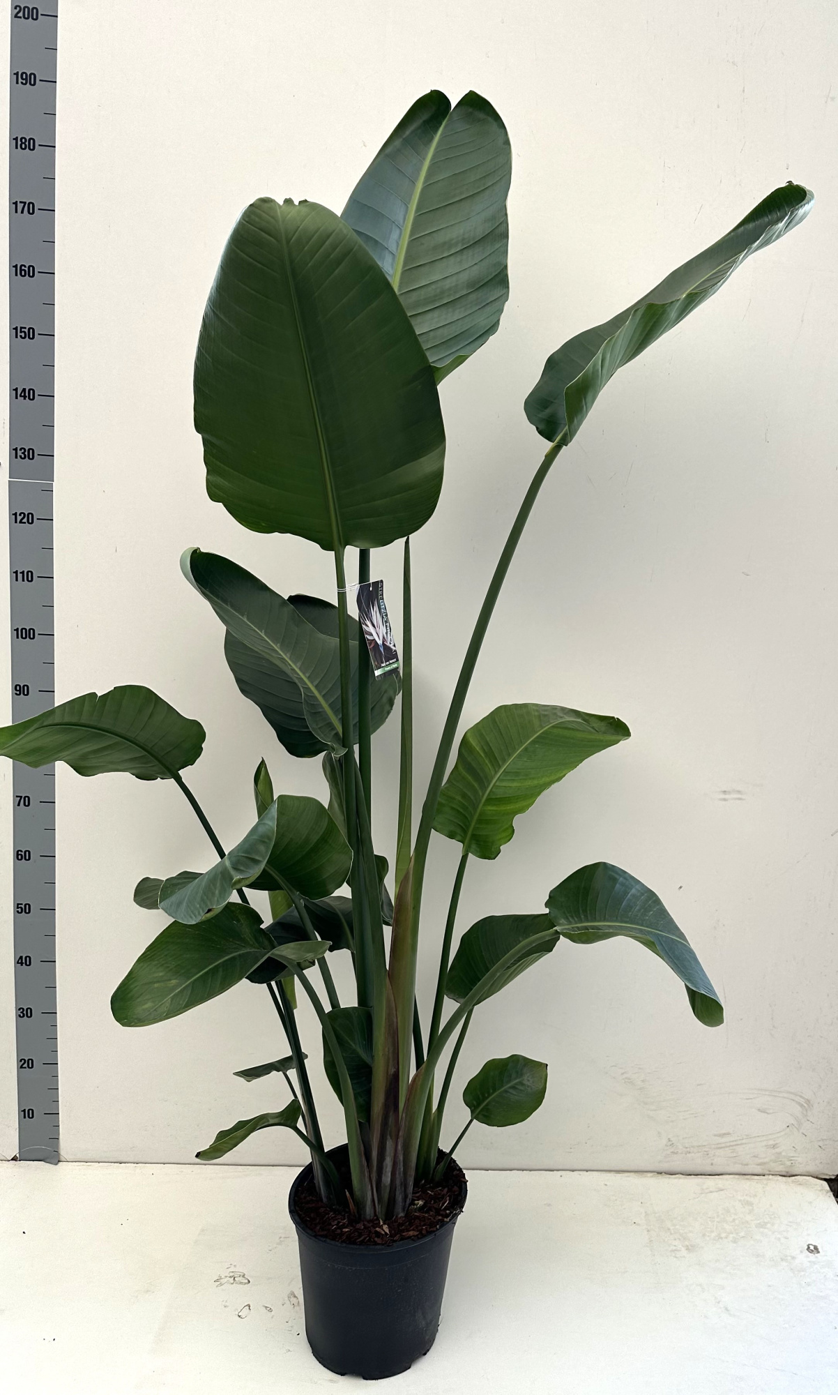 Strelitzia Nicolai 5 planten per pot, D 27 cm