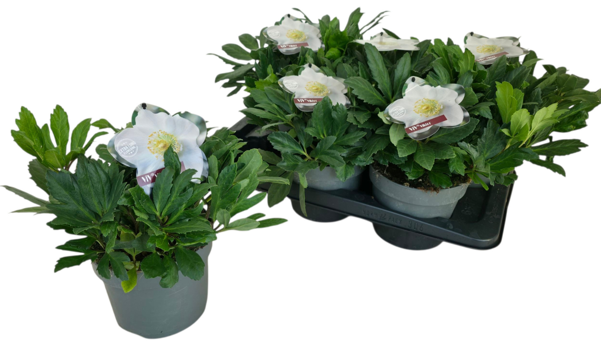 Helleborus Viv Viktor, D 17 cm