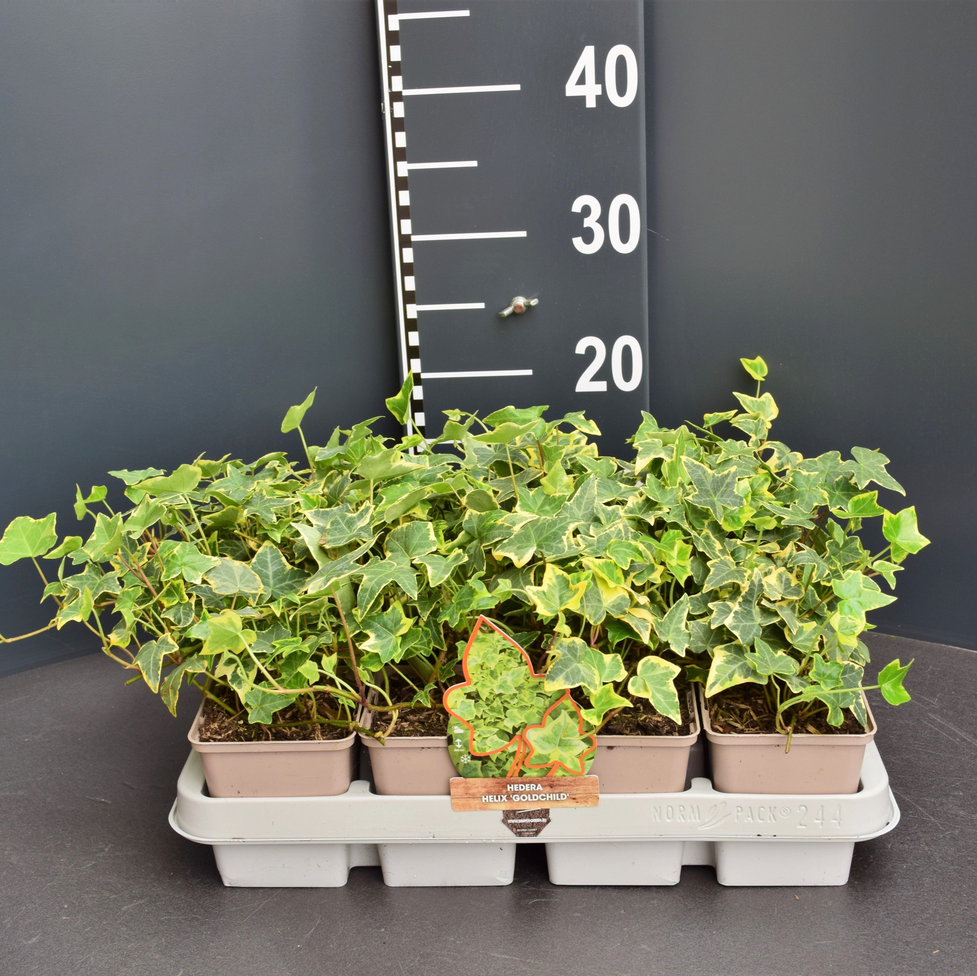 Hedera helix Goldchild, D 9