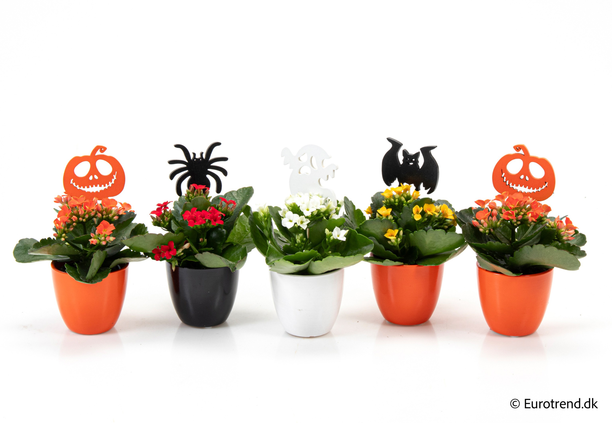 Kalanchoe in Halloween ceramic 2025, D 6 cm