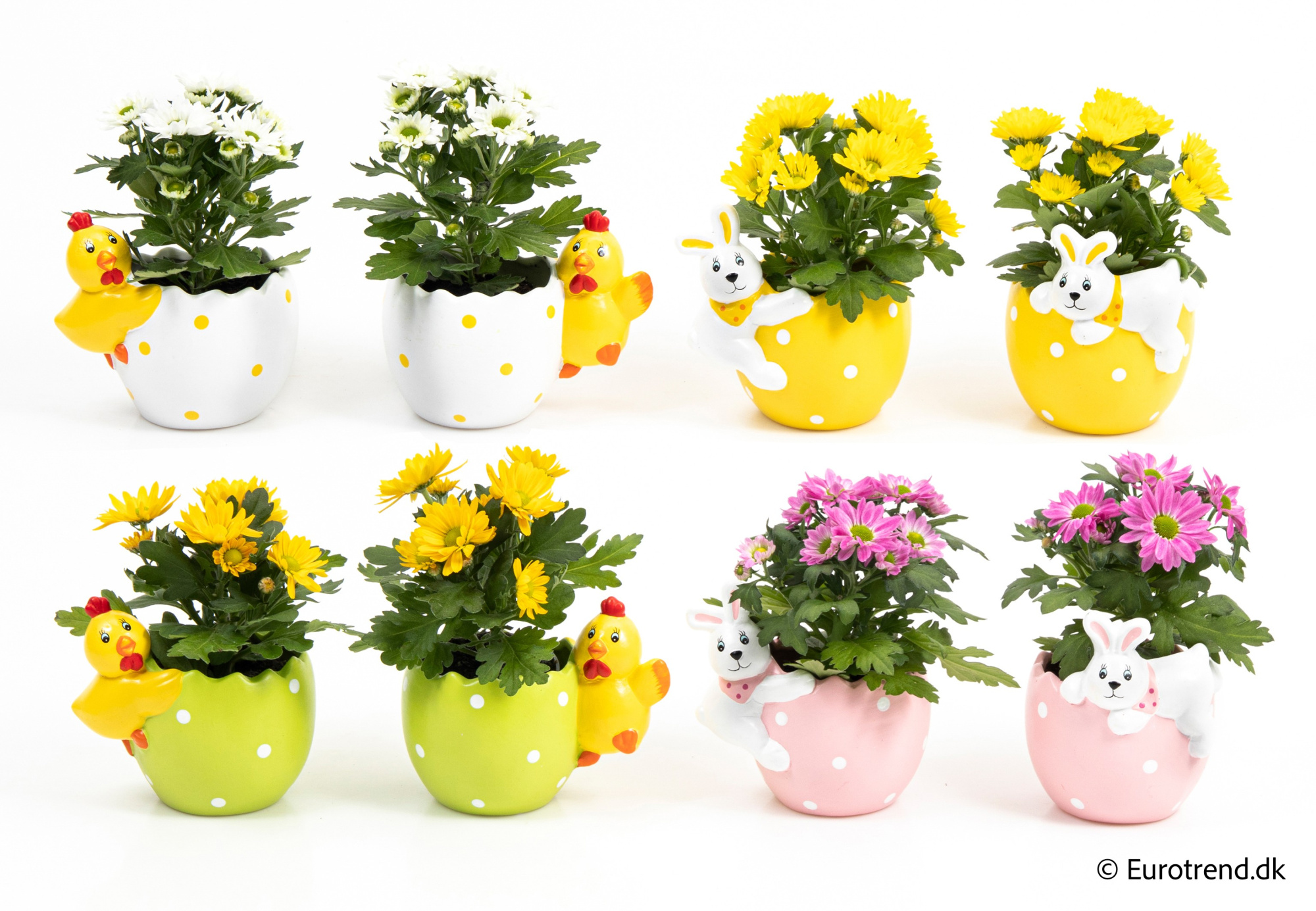 Chrysanthemum in Easter ceramic 2026, D 6