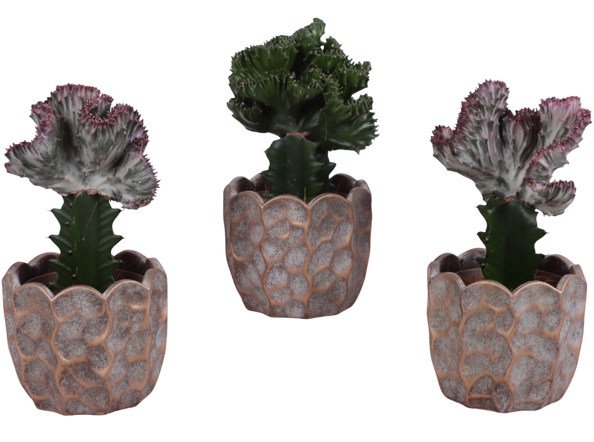 Cactus mix Euphorbia l. Ø12cm in Ø15cm Ceramic PL670, D 15