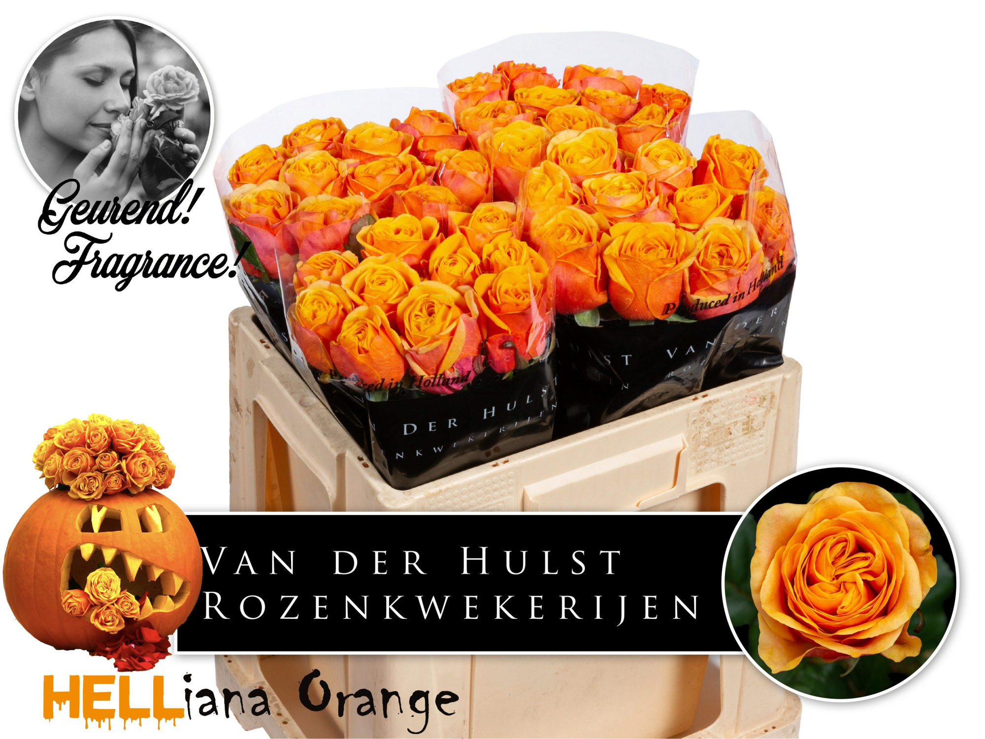 Роза од. Хлебана Оранж+ 40, шт.