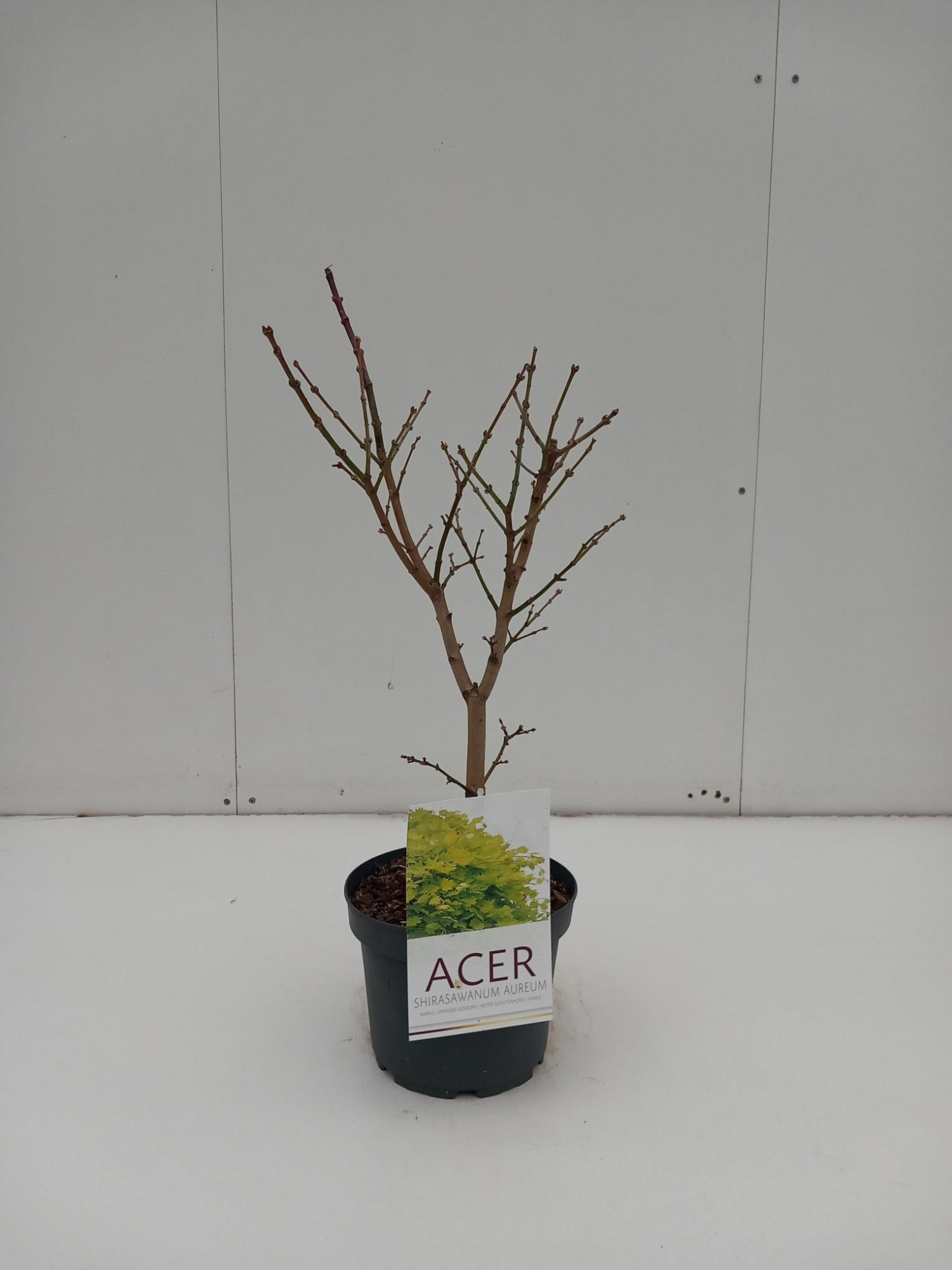 Acer Shir. Aureum, D 21