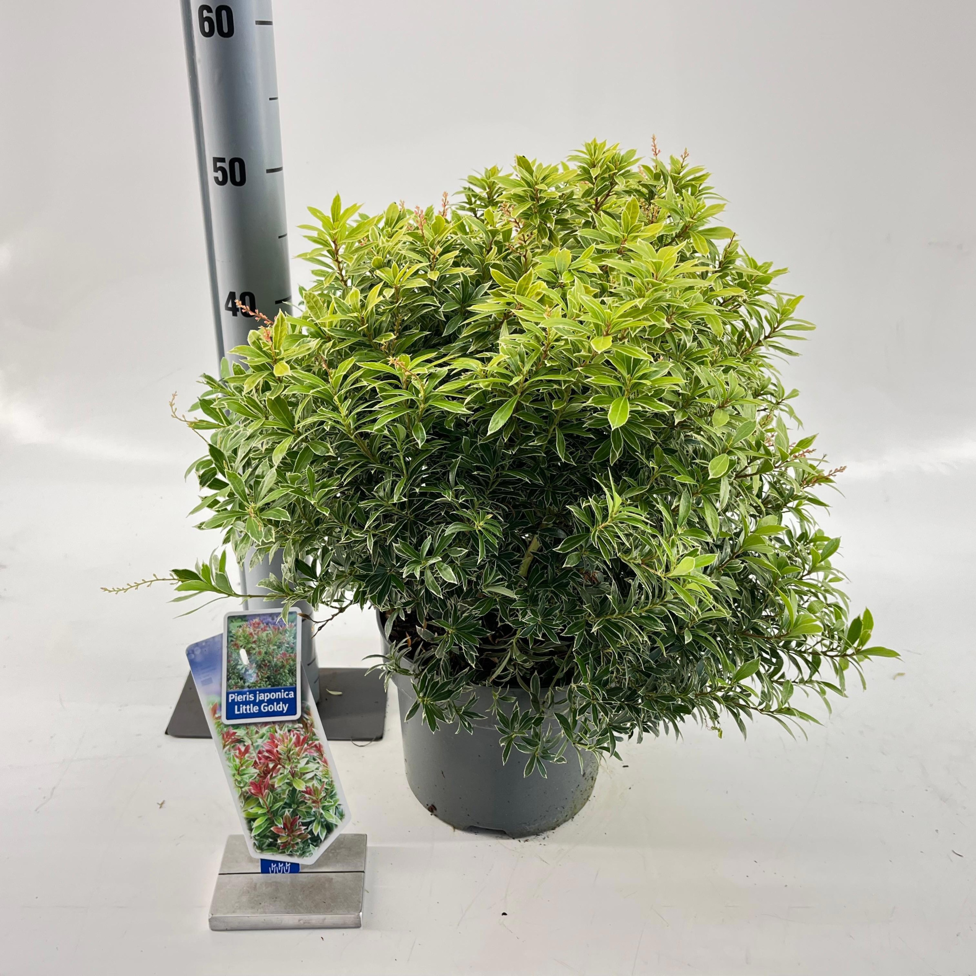 Pieris jap. Little Goldy ('Opstal 65'PBR), D 23 cm
