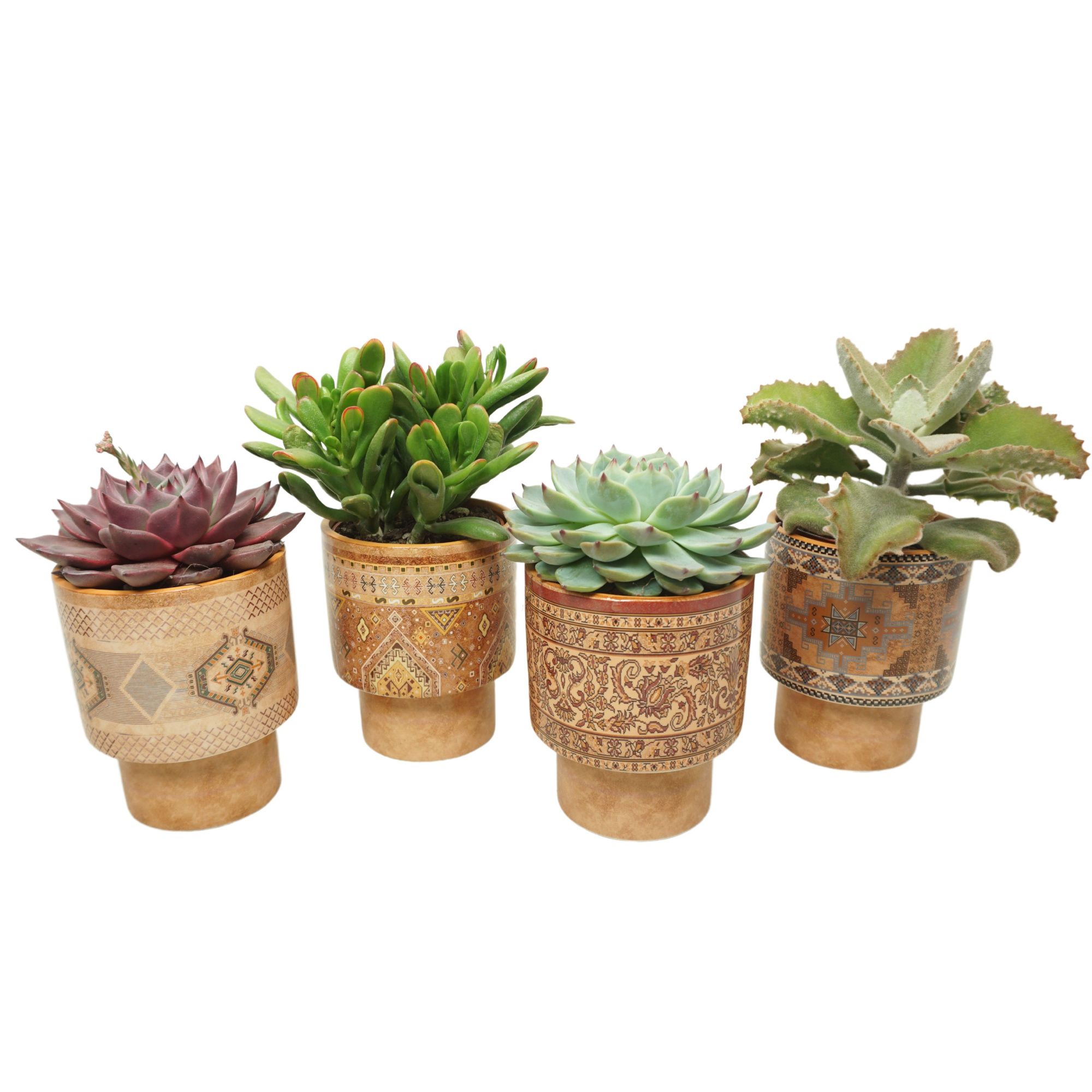 Succulent mix in 12 cm 'Casablanca' sierpot, D 10,5