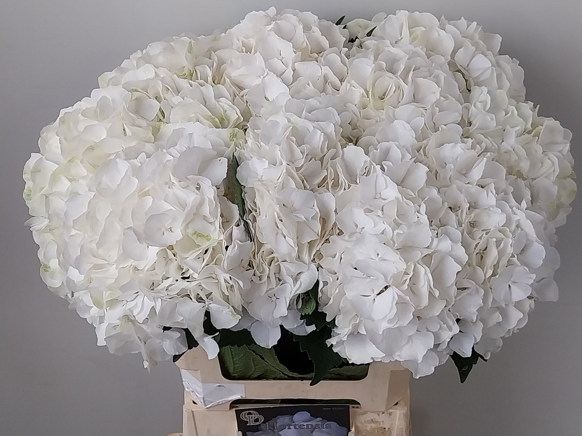 Гортензия Вайт Верена 60, шт.