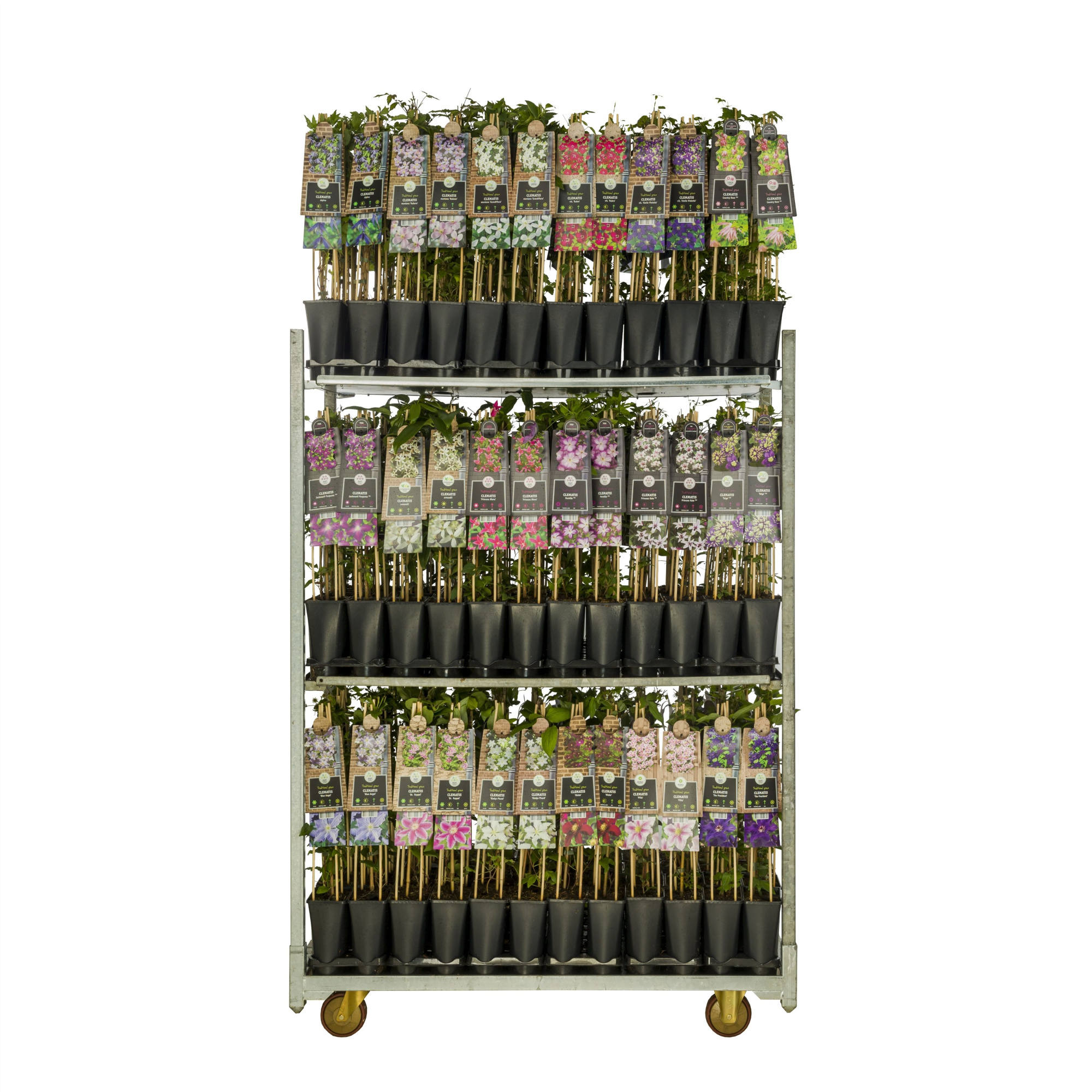 Mix CC Clematis +3.0 label, D 17 cm