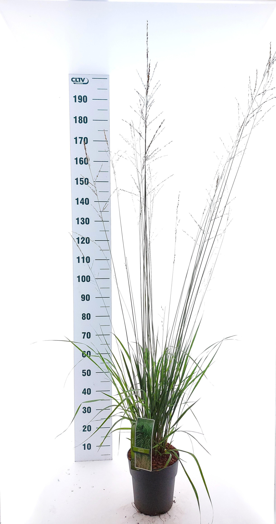 Molinia arundinacea 'Skyracer', D 23 cm