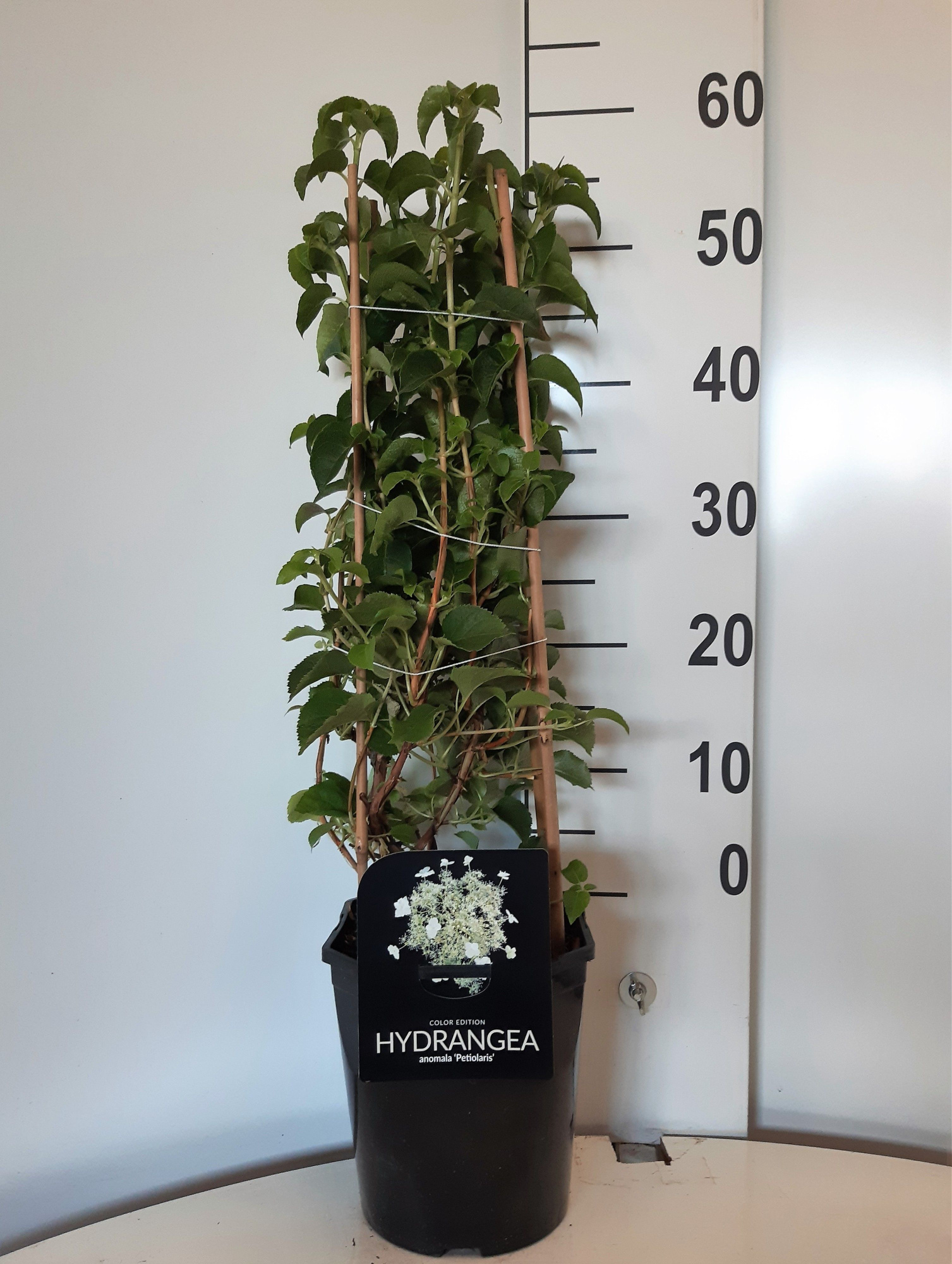 Hydrangea a. petiolaris, D 21 cm